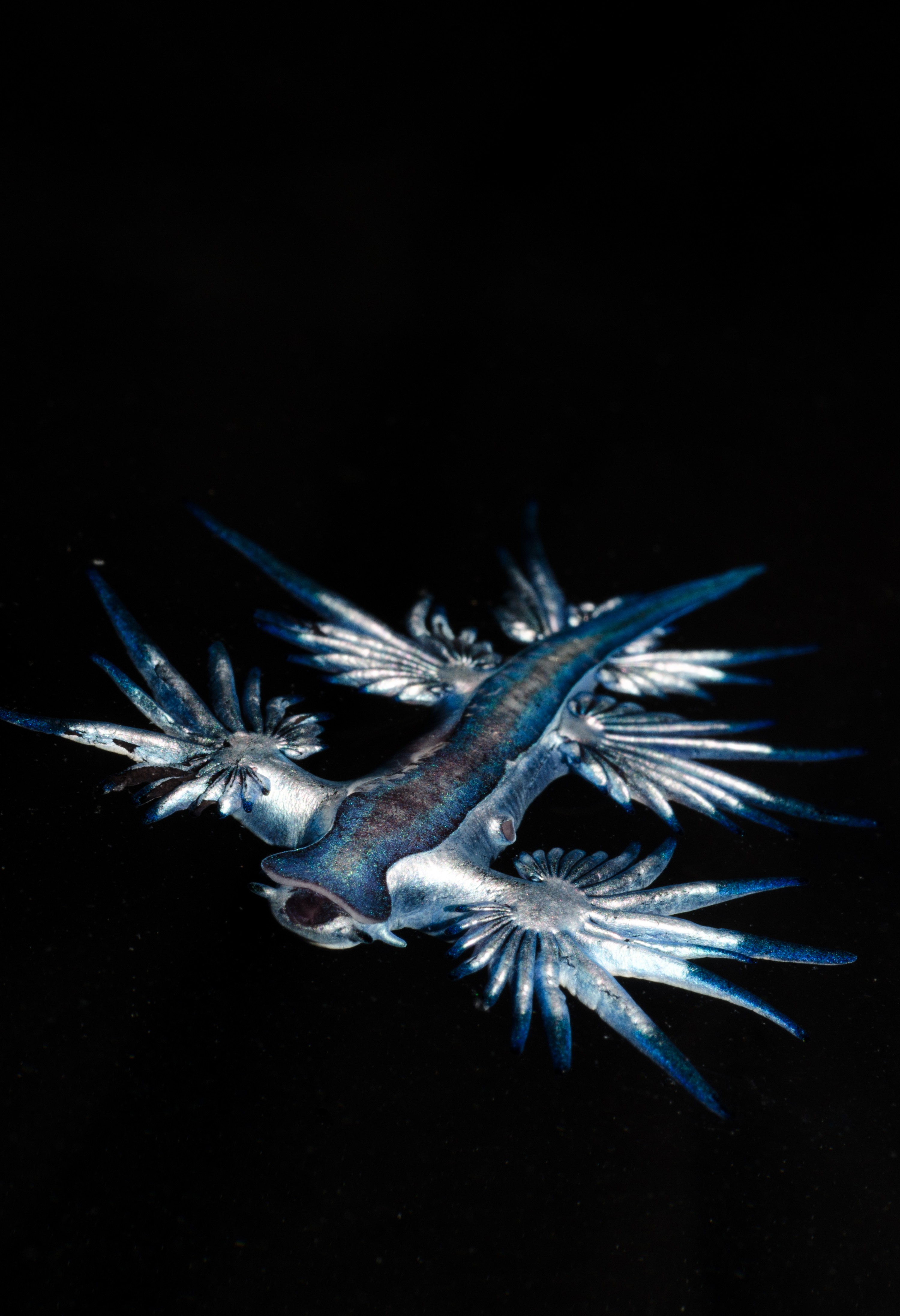 DSC_4187 – Underwater, Glaucus, atlanticus, Northland, nudibranch, blue, pokemon, pelagic, swallow, seaslug, sea slug, slug, sea, Crispin, marine, new zealand, zealand, new, nz,