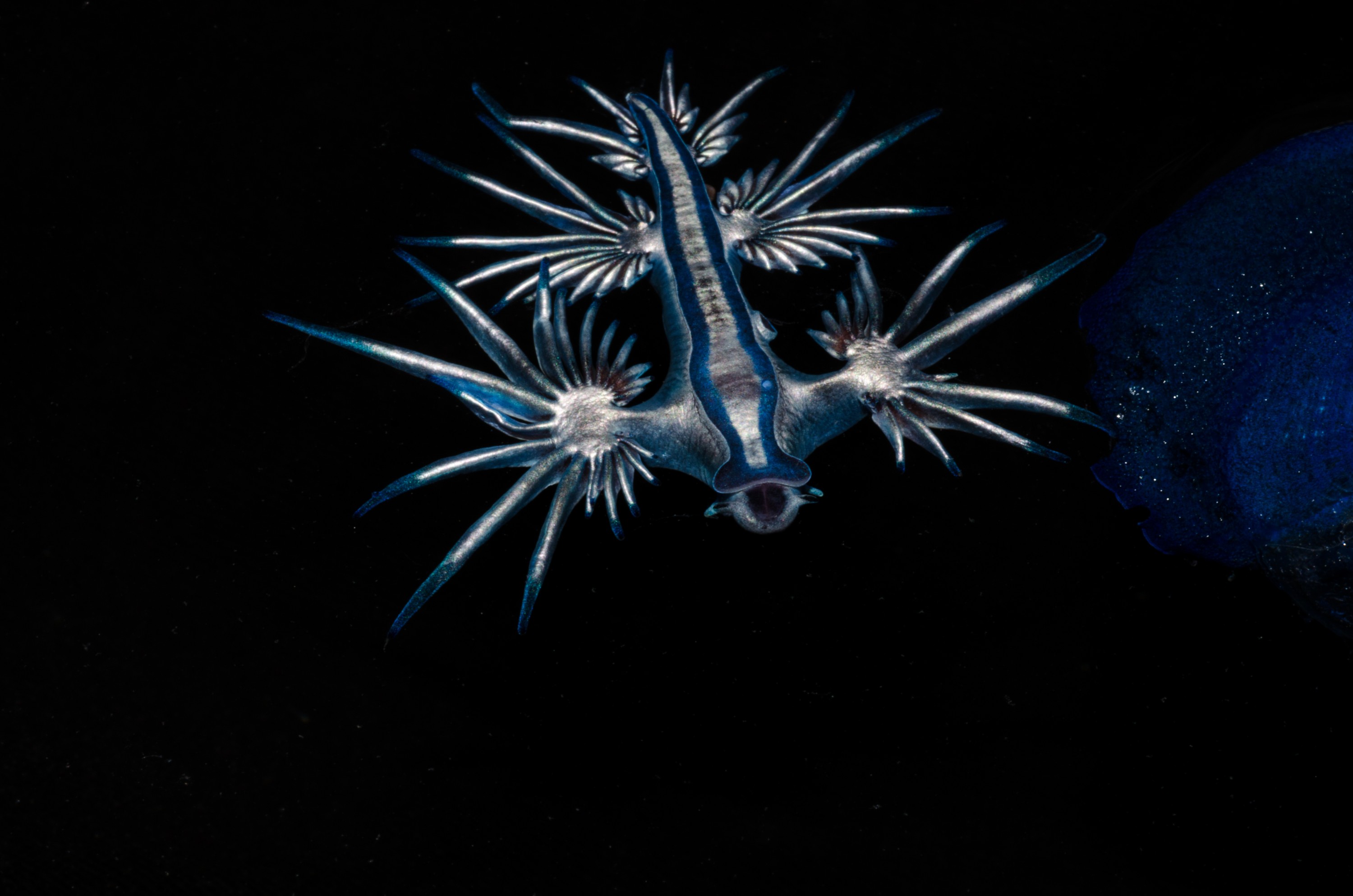 DSC_4248 – Underwater, Glaucus, atlanticus, Northland, nudibranch, blue, pokemon, pelagic, swallow, seaslug, sea slug, slug, sea, Crispin, marine, new zealand, zealand, new, nz,