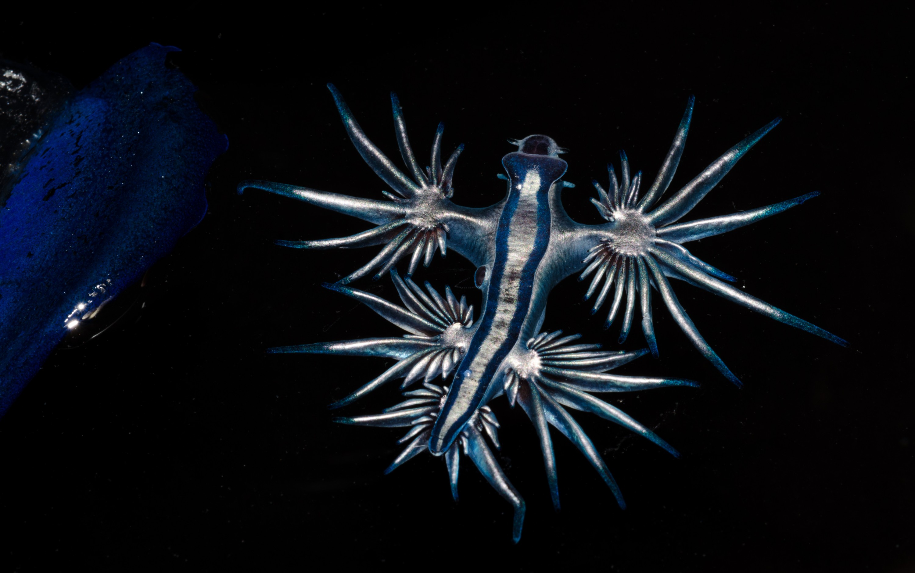 DSC_4264 – Underwater, Glaucus, atlanticus, Northland, nudibranch, blue, pokemon, pelagic, swallow, seaslug, sea slug, slug, sea, Crispin, marine, new zealand, zealand, new, nz,