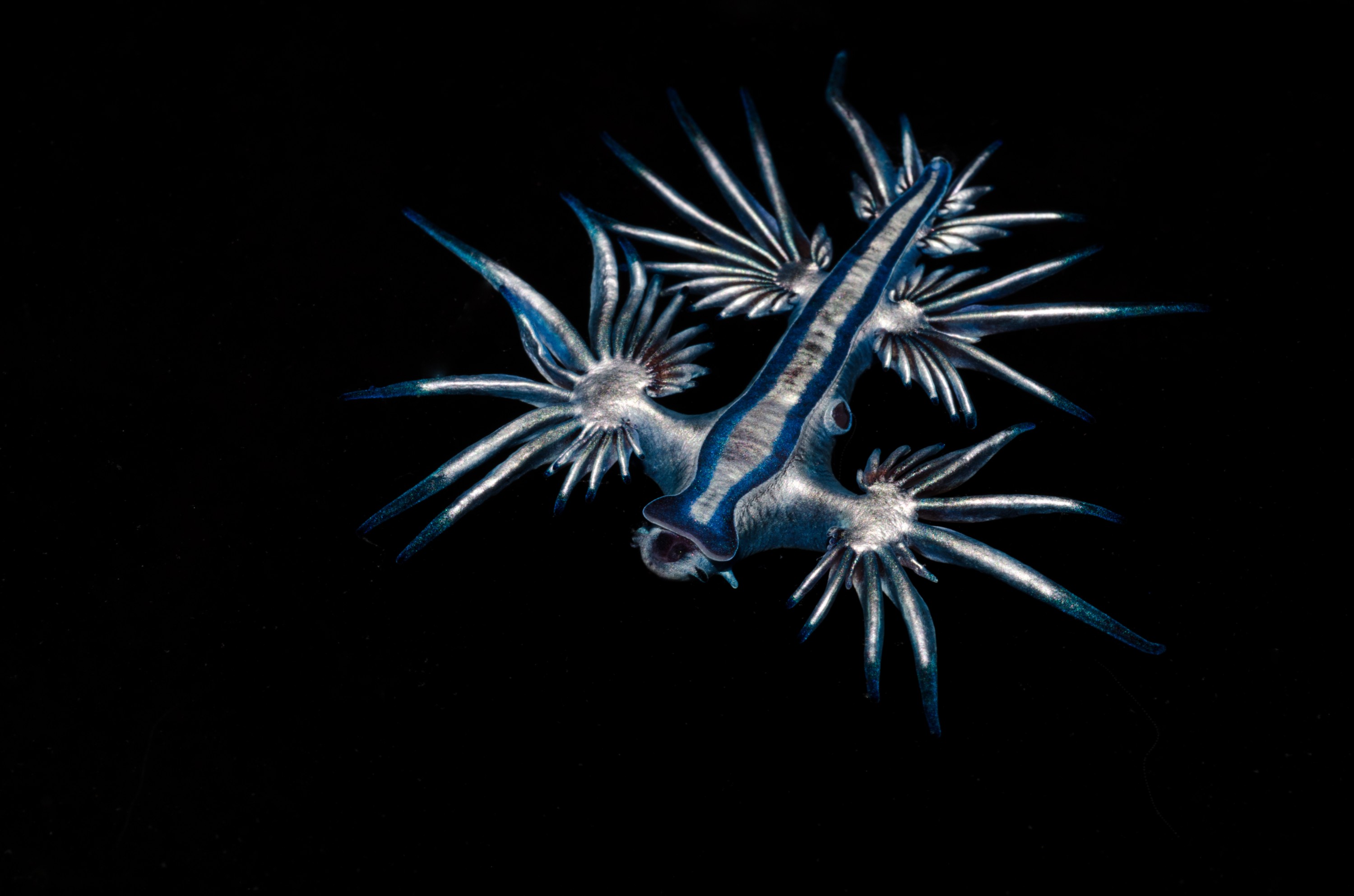 DSC_4274 – Underwater, Glaucus, atlanticus, Northland, nudibranch, blue, pokemon, pelagic, swallow, seaslug, sea slug, slug, sea, Crispin, marine, new zealand, zealand, new, nz,