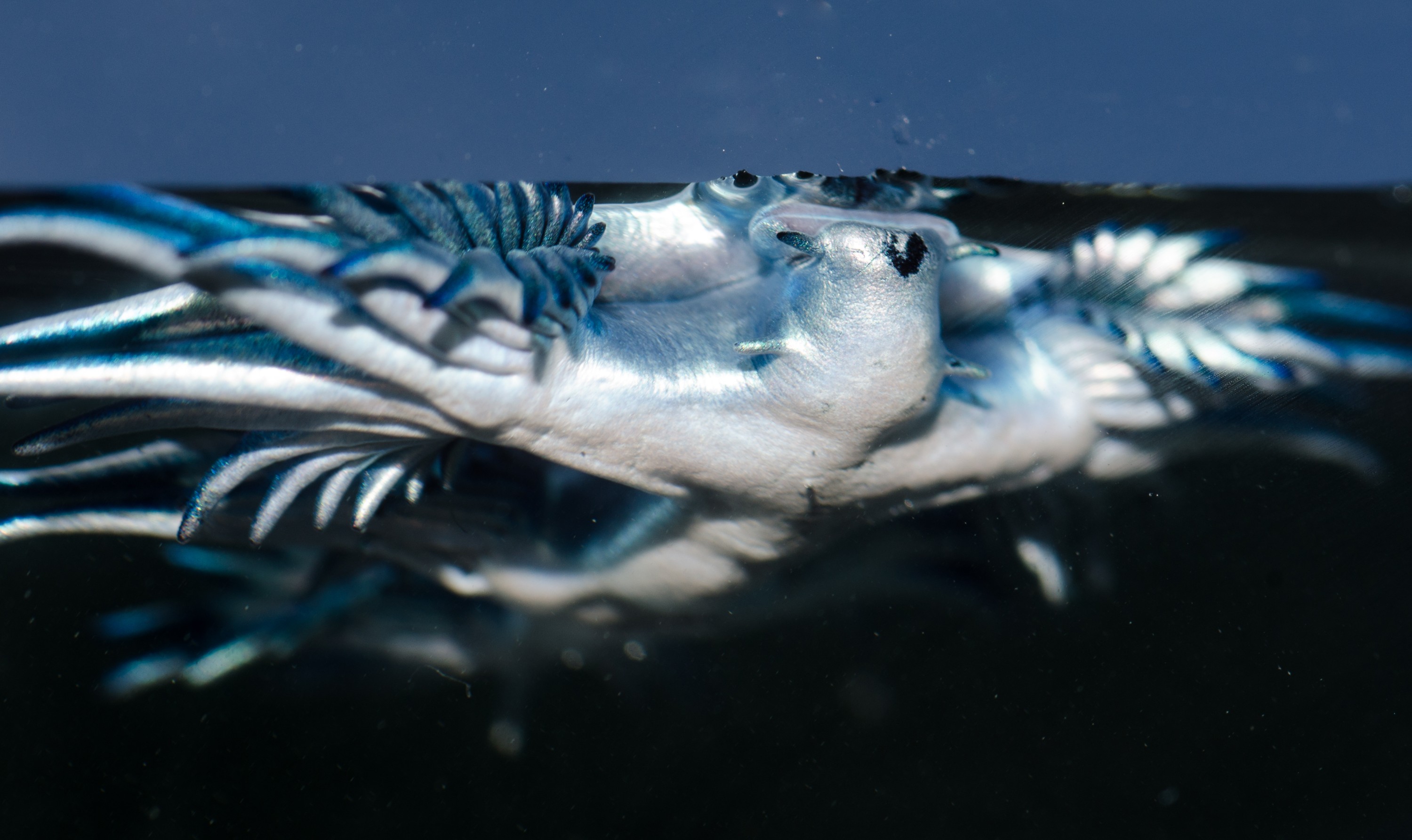 DSC_4309 – Underwater, Glaucus, atlanticus, Northland, nudibranch, blue, pokemon, pelagic, swallow, seaslug, sea slug, slug, sea, Crispin, marine, new zealand, zealand, new, nz,