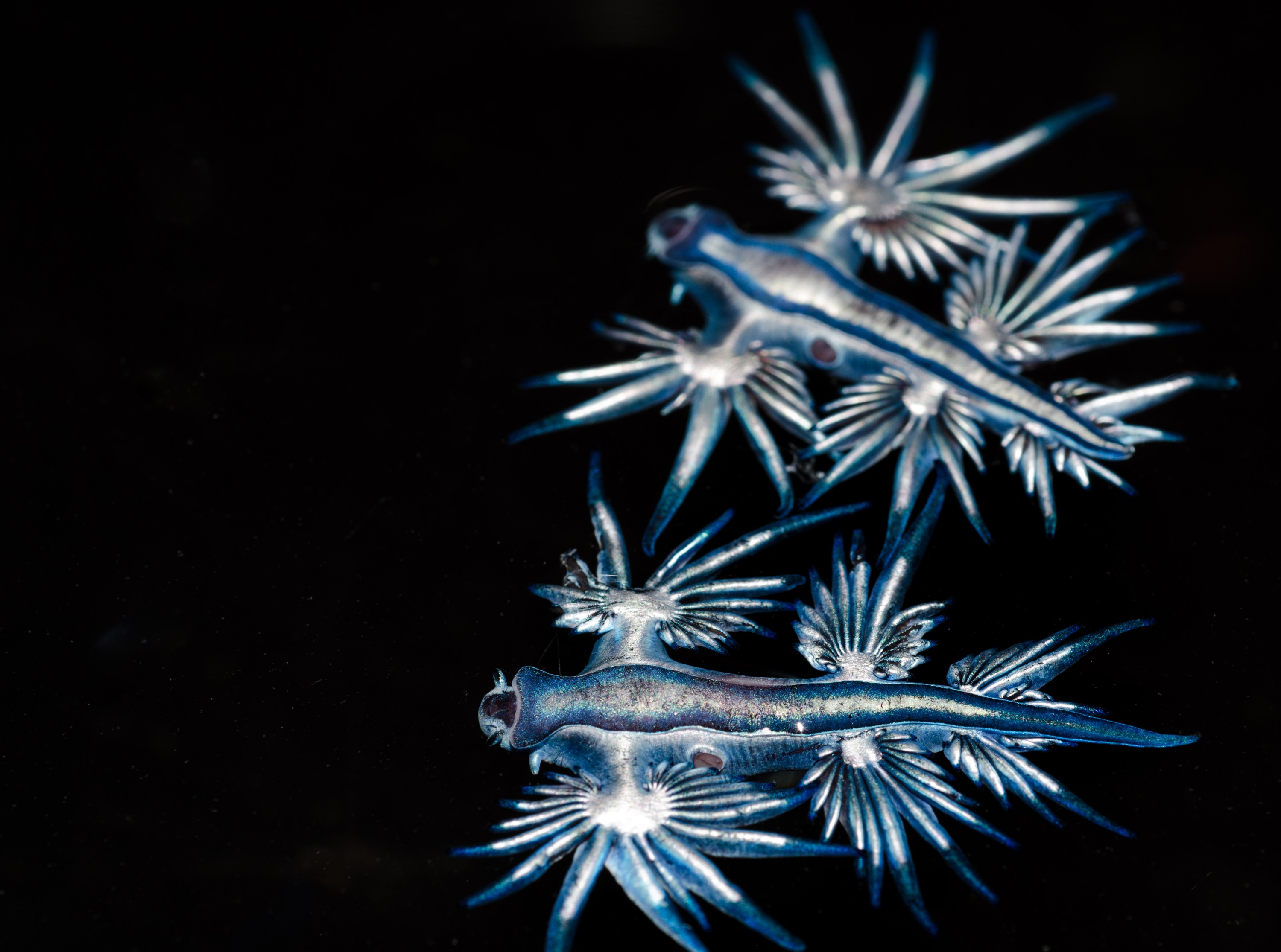 DSC_4332 – Underwater, Glaucus, atlanticus, Northland, nudibranch, blue, pokemon, pelagic, swallow, seaslug, sea slug, slug, sea, Crispin, marine, new zealand, zealand, new, nz,