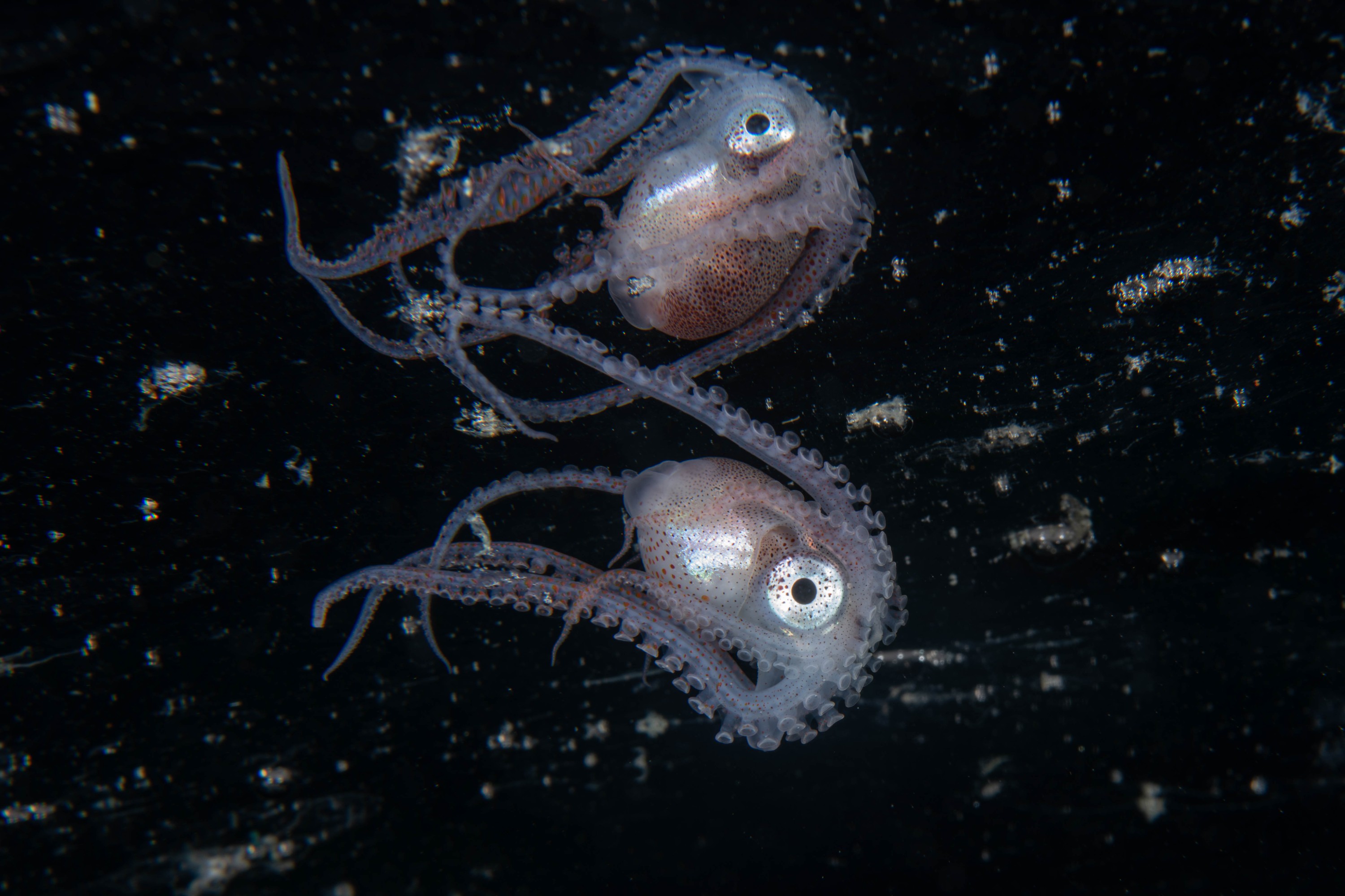 DSC_4337 – Football, Octopus, Ocythoe, tuberculata, Poor, Knights, Islands, ceph, cephalopod, rare, nz, blackwater, pelagic, salp