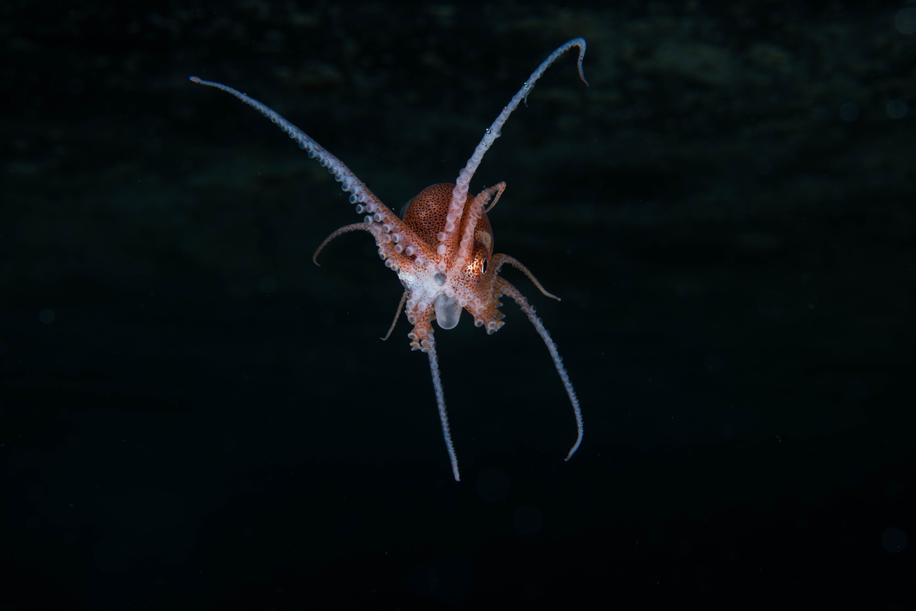 DSC_4355 – Football, Octopus, Ocythoe, tuberculata, Poor, Knights, Islands, ceph, cephalopod, rare, nz, blackwater, pelagic, salp