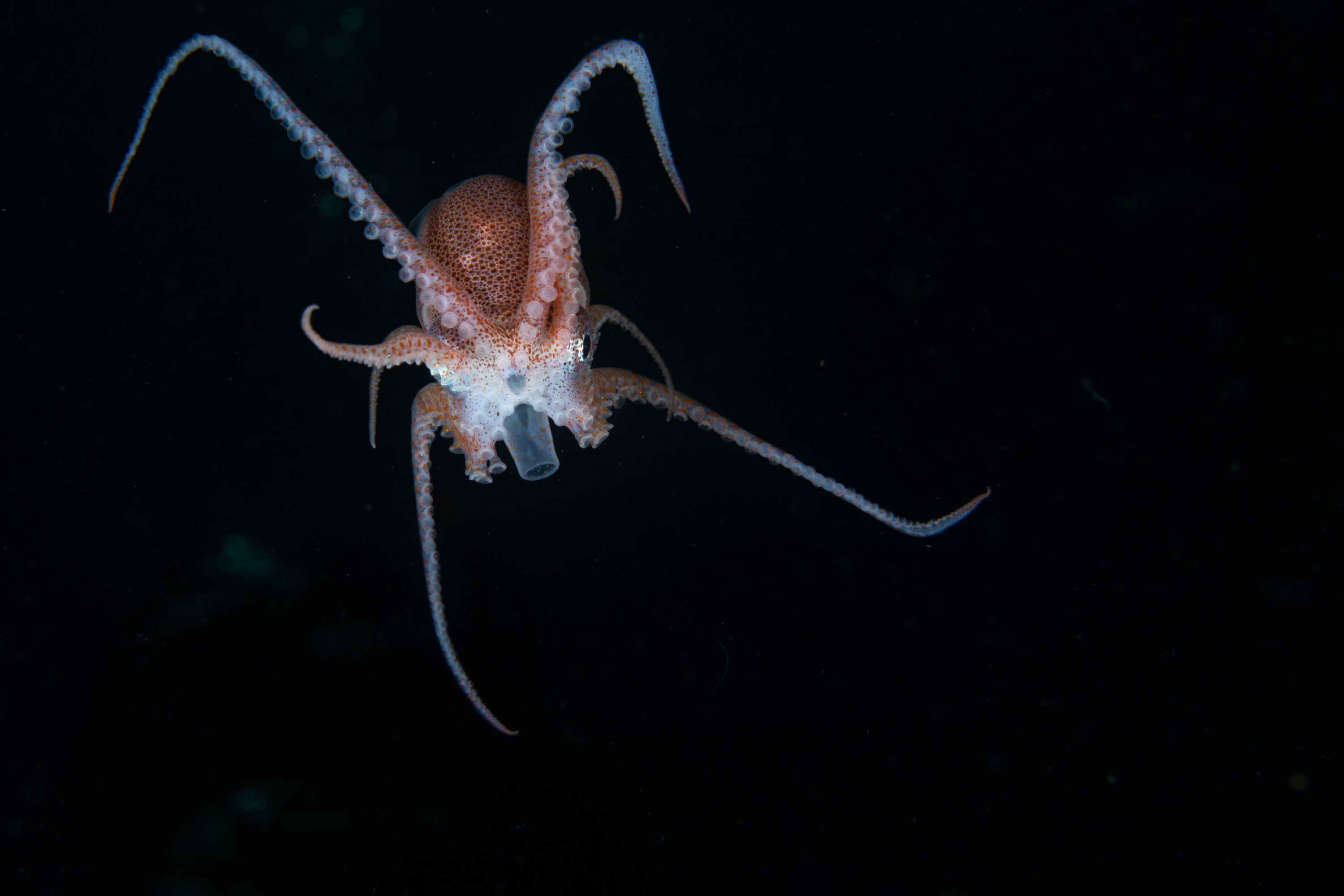 DSC_4361 – Football, Octopus, Ocythoe, tuberculata, Poor, Knights, Islands, ceph, cephalopod, rare, nz, blackwater, pelagic, salp