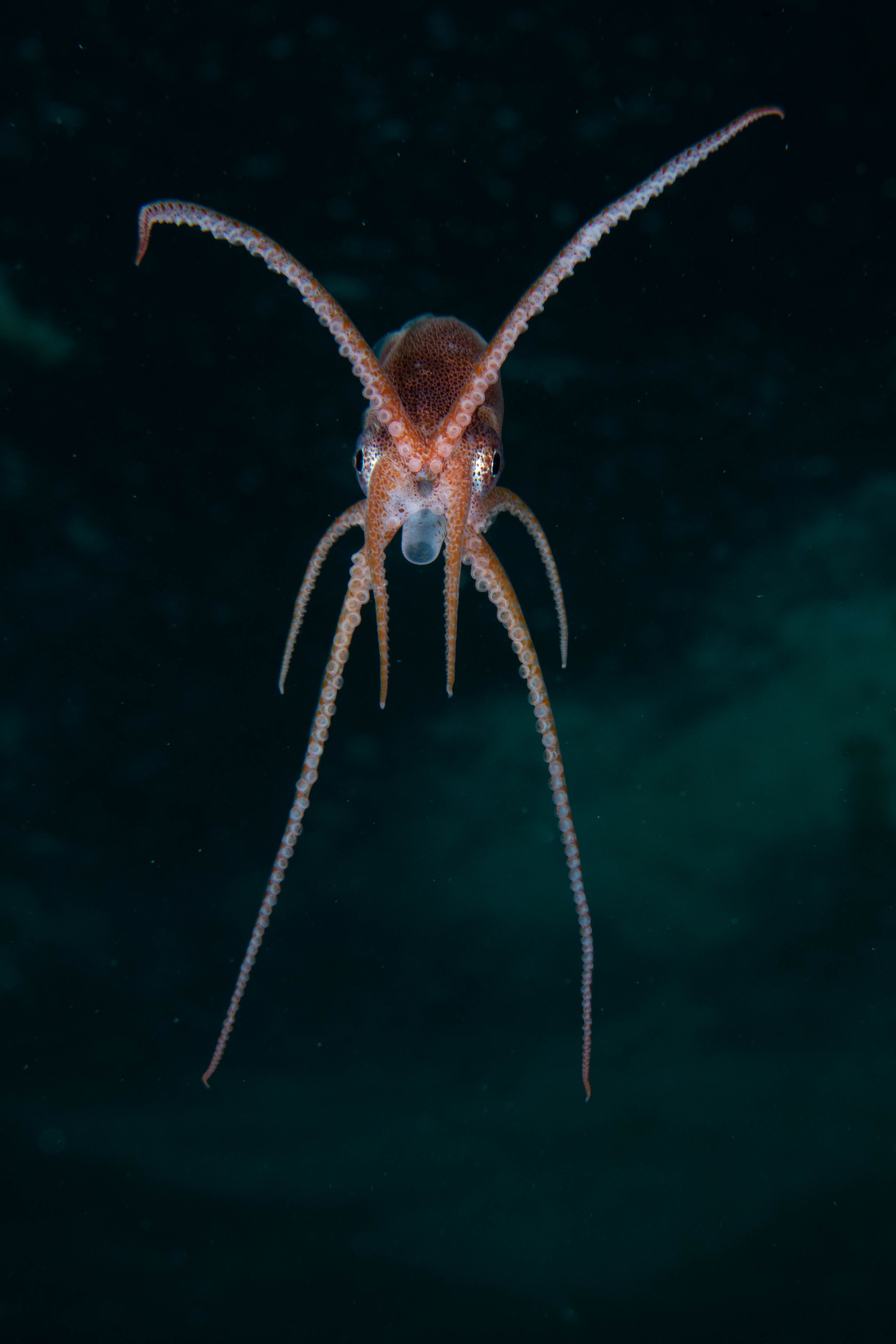 DSC_4381-2 – Football, Octopus, Ocythoe, tuberculata, Poor, Knights, Islands, ceph, cephalopod, rare, nz, blackwater, pelagic, salp