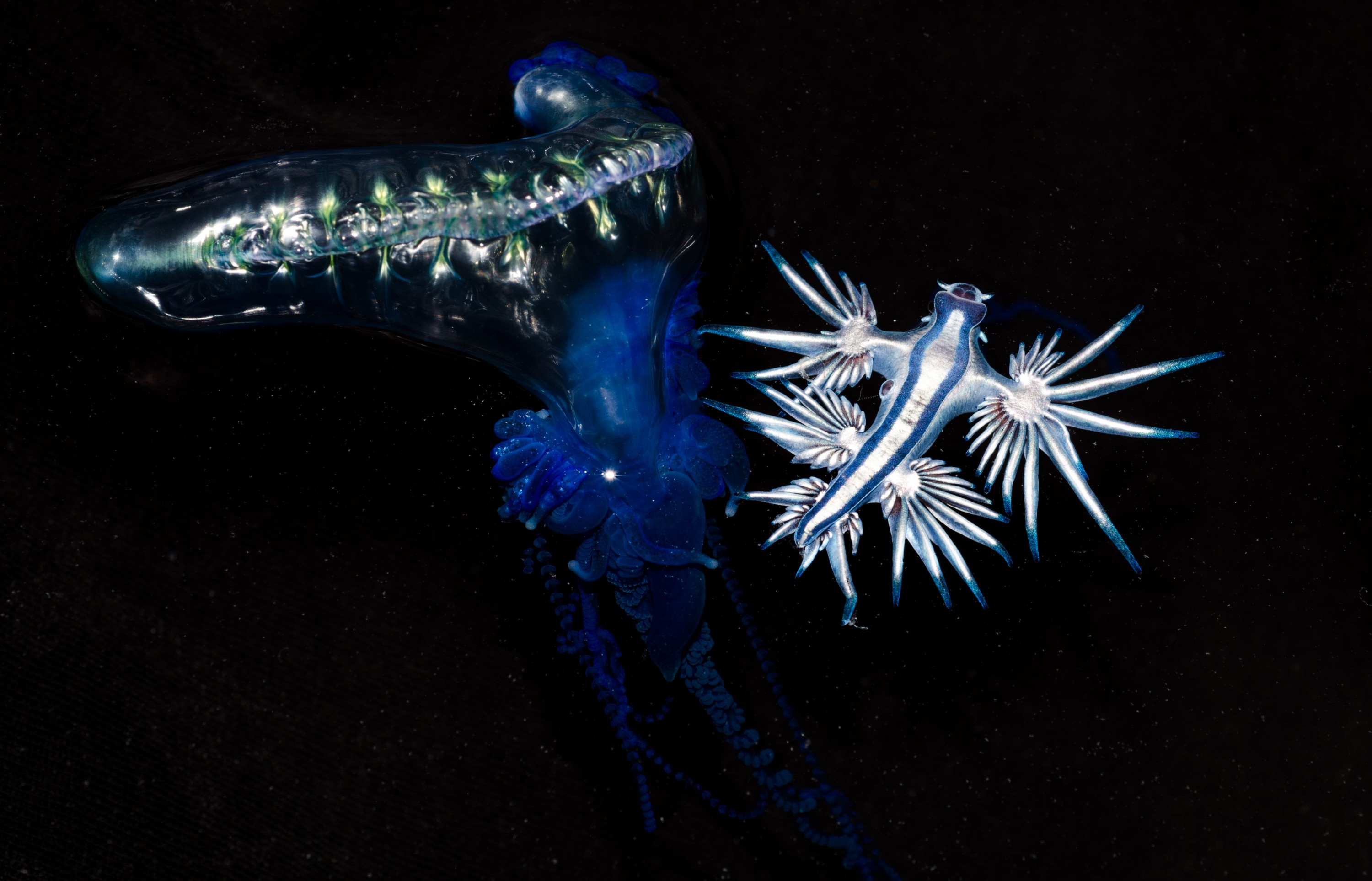 DSC_4381 – Underwater, Glaucus, atlanticus, Northland, nudibranch, blue, pokemon, pelagic, swallow, seaslug, sea slug, slug, sea, Crispin, marine, new zealand, zealand, new, nz,