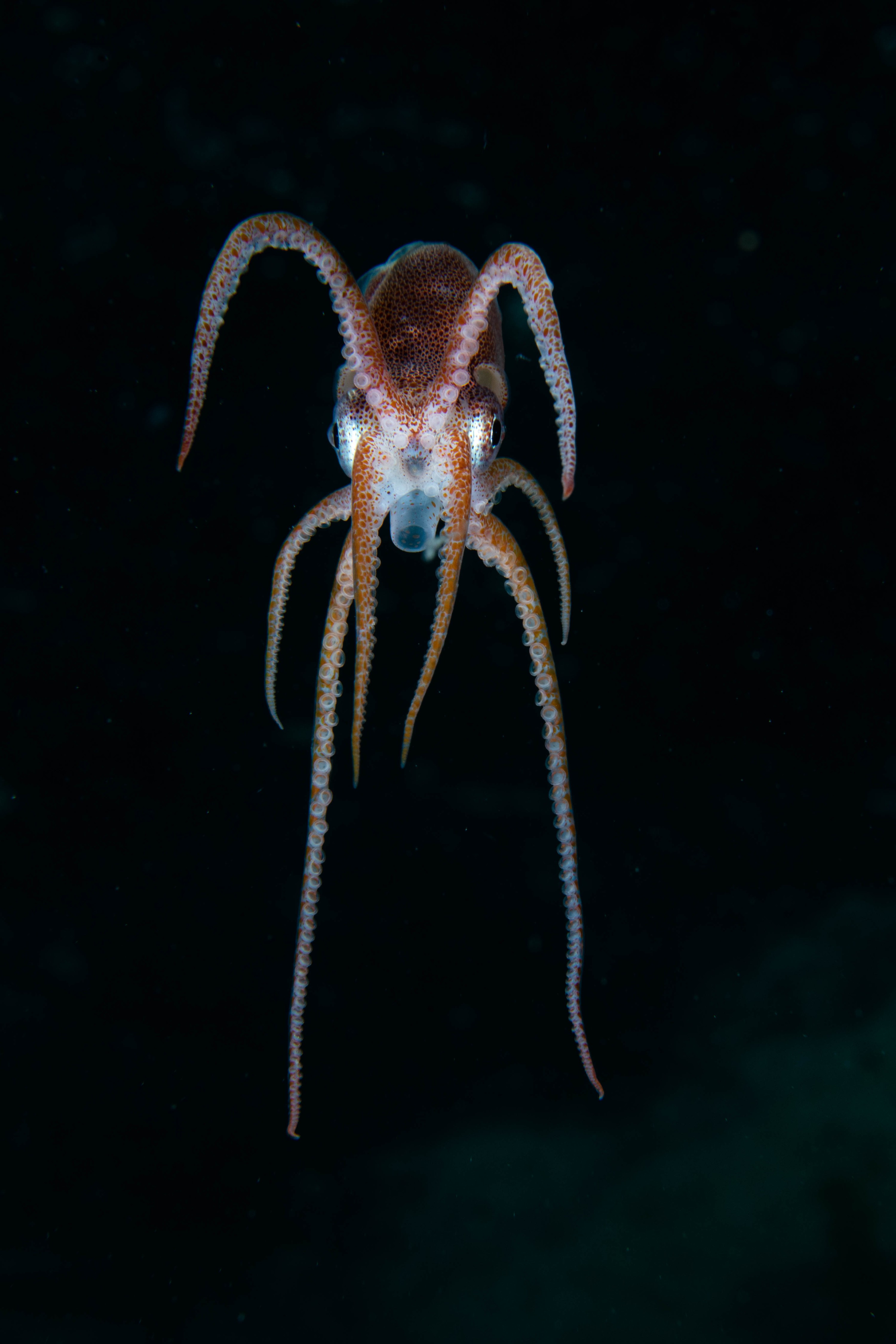 DSC_4382 – Football, Octopus, Ocythoe, tuberculata, Poor, Knights, Islands, ceph, cephalopod, rare, nz, blackwater, pelagic, salp