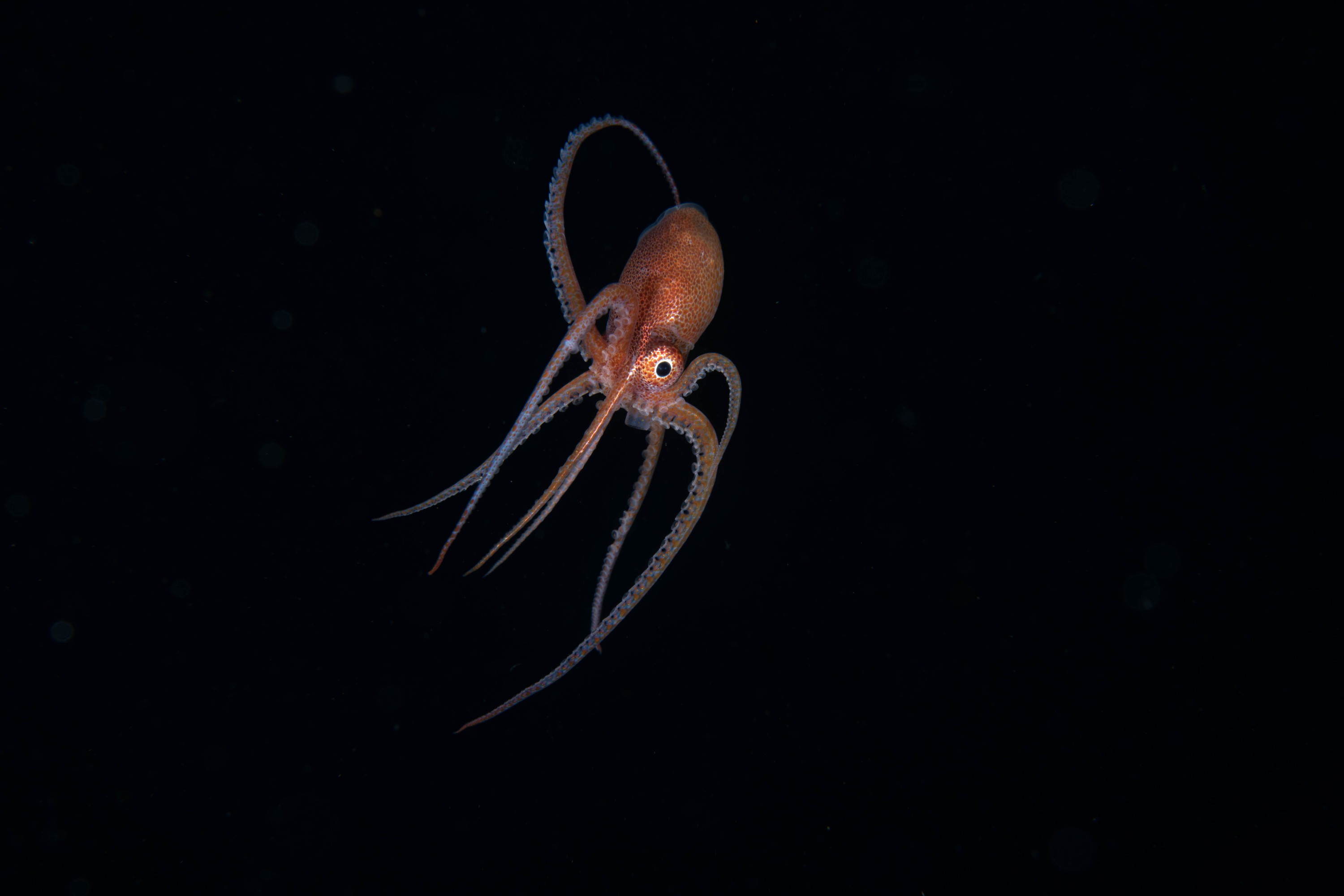 DSC_4384 – Football, Octopus, Ocythoe, tuberculata, Poor, Knights, Islands, ceph, cephalopod, rare, nz, blackwater, pelagic, salp
