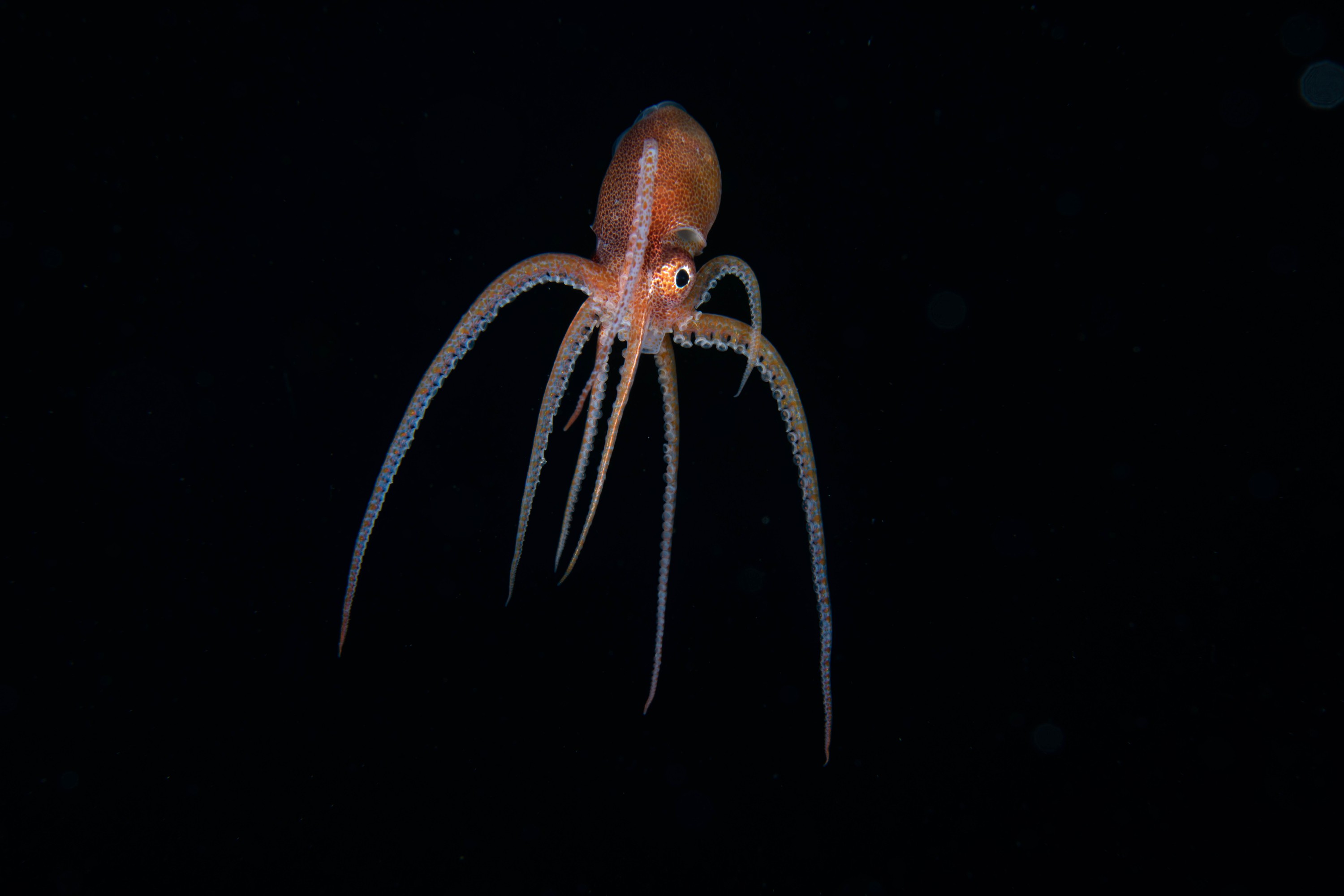 DSC_4385 – Football, Octopus, Ocythoe, tuberculata, Poor, Knights, Islands, ceph, cephalopod, rare, nz, blackwater, pelagic, salp