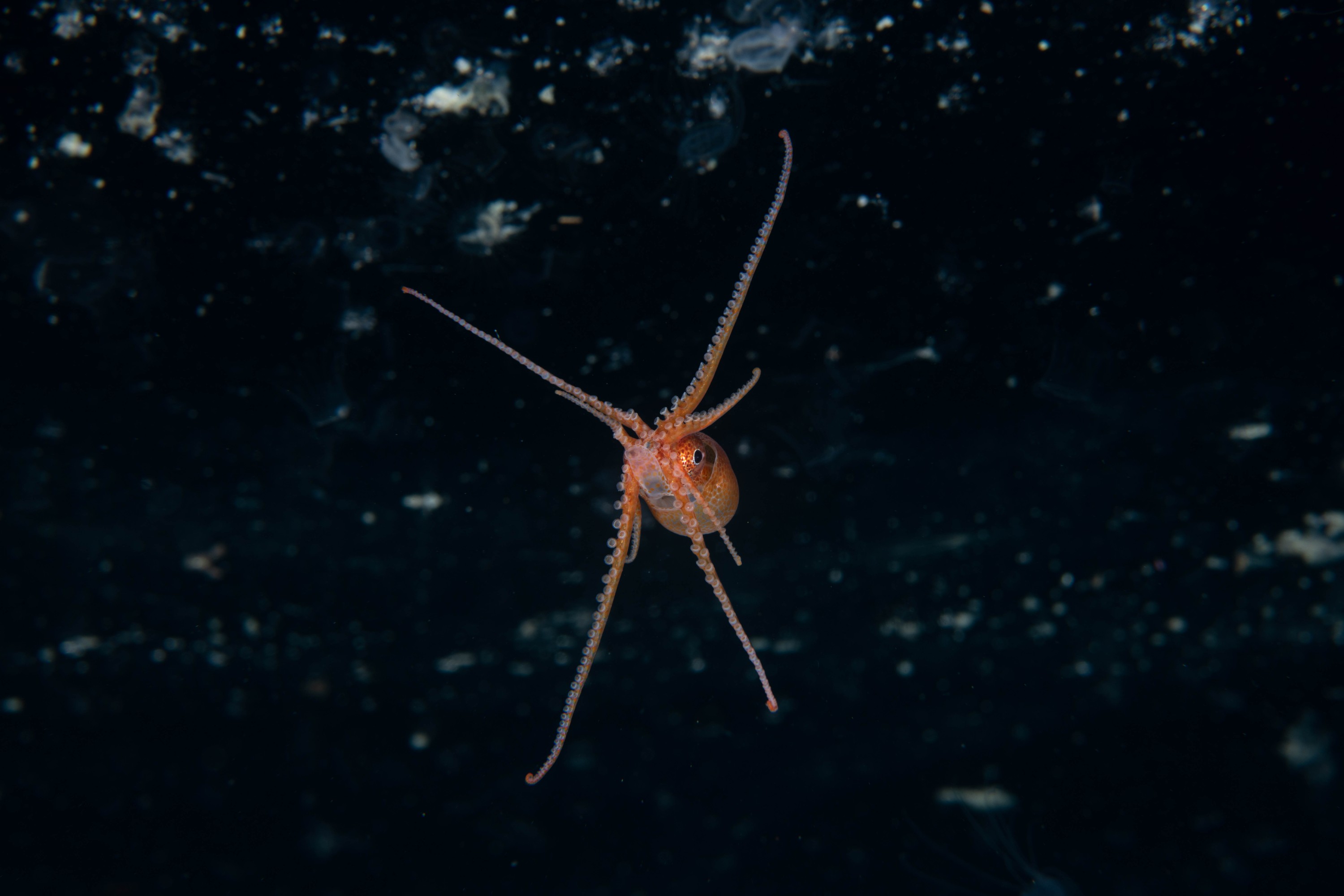 DSC_4454 – Football, Octopus, Ocythoe, tuberculata, Poor, Knights, Islands, ceph, cephalopod, rare, nz, blackwater, pelagic, salp