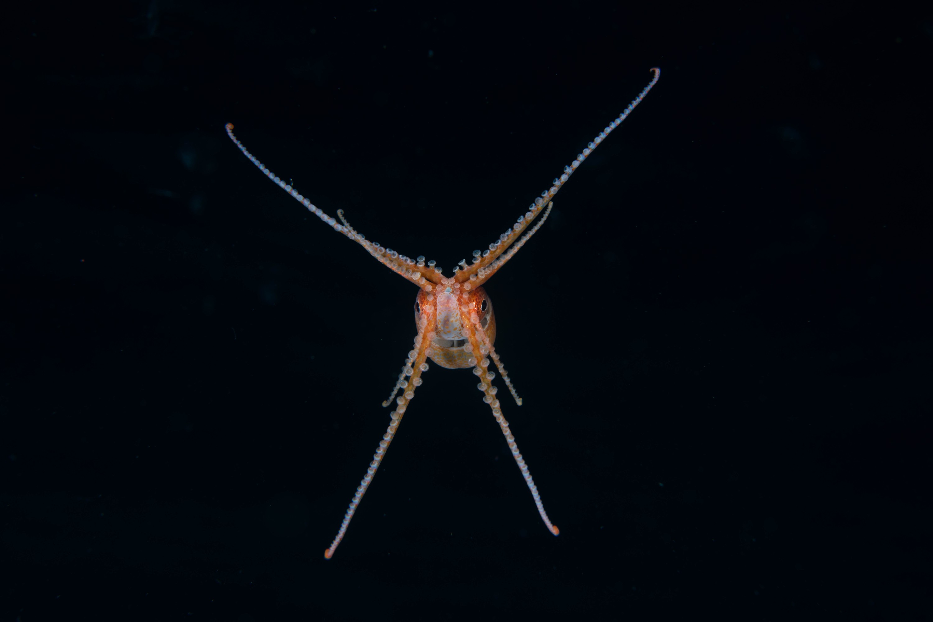 DSC_4457 – Football, Octopus, Ocythoe, tuberculata, Poor, Knights, Islands, ceph, cephalopod, rare, nz, blackwater, pelagic, salp