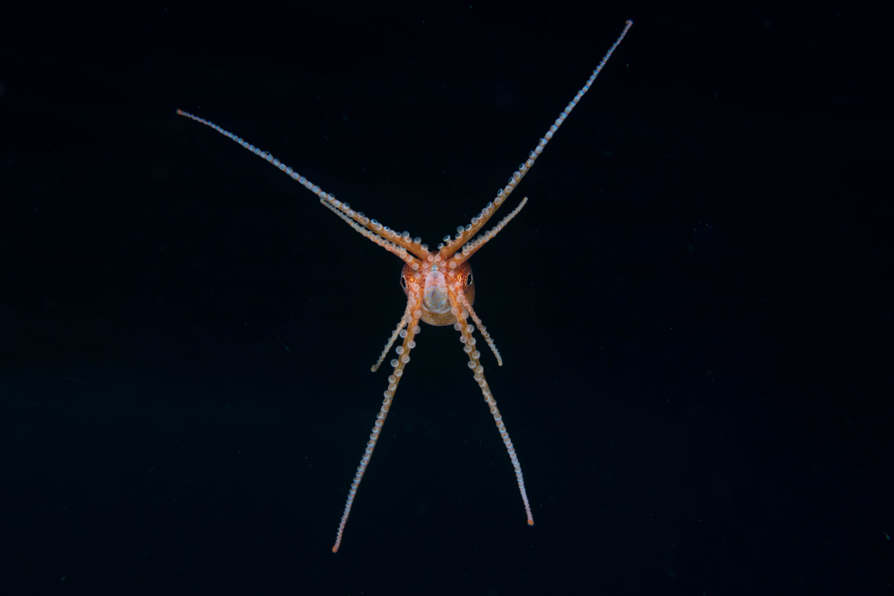 DSC_4459 – Football, Octopus, Ocythoe, tuberculata, Poor, Knights, Islands, ceph, cephalopod, rare, nz, blackwater, pelagic, salp