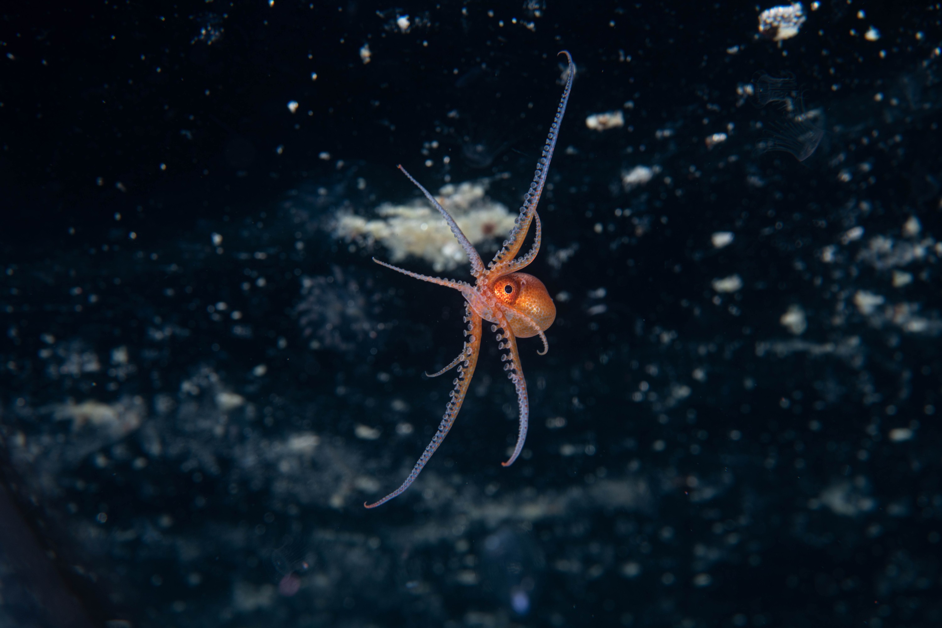 DSC_4473 – Football, Octopus, Ocythoe, tuberculata, Poor, Knights, Islands, ceph, cephalopod, rare, nz, blackwater, pelagic, salp