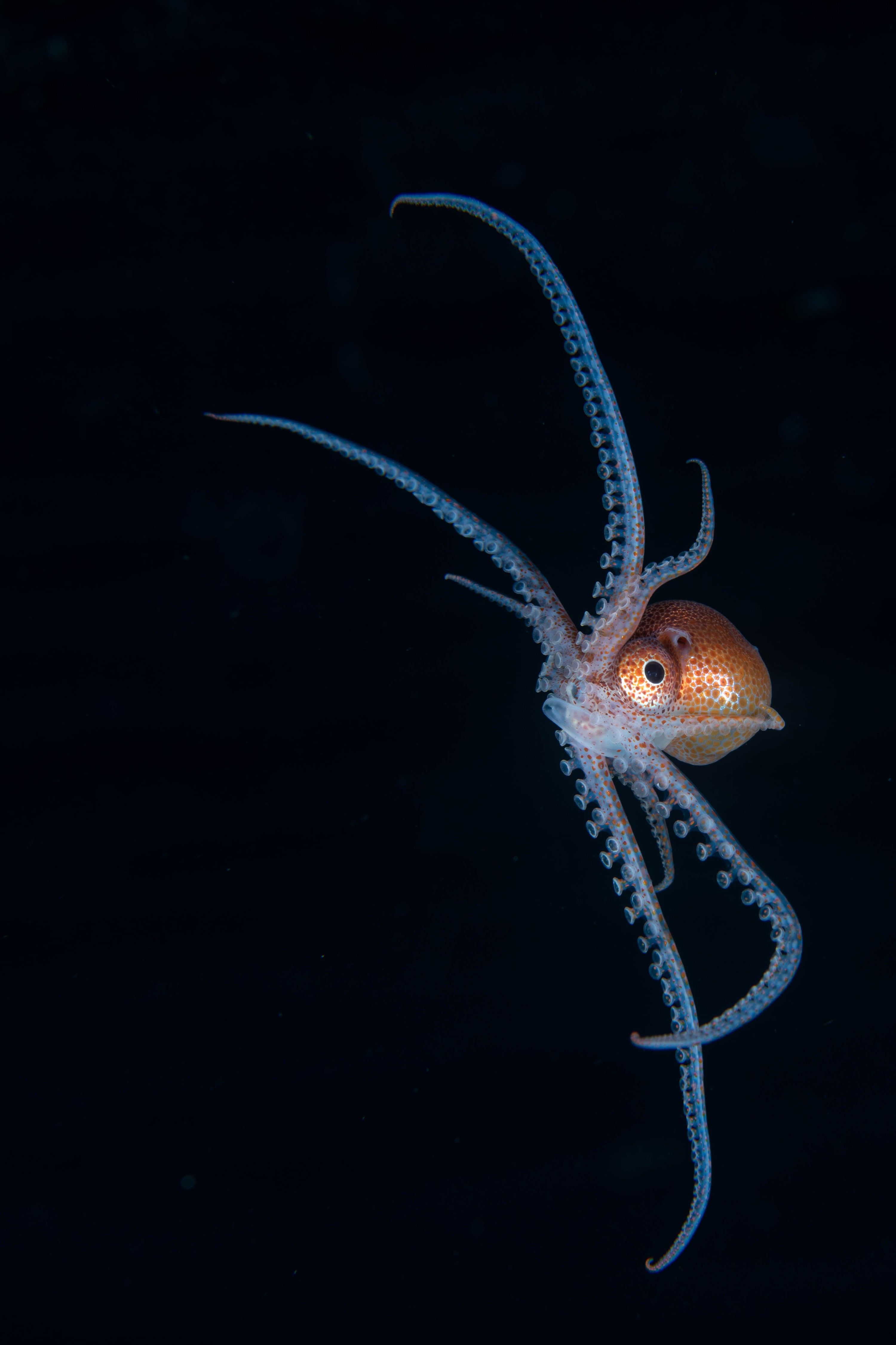 DSC_4556 – Football, Octopus, Ocythoe, tuberculata, Poor, Knights, Islands, ceph, cephalopod, rare, nz, blackwater, pelagic, salp