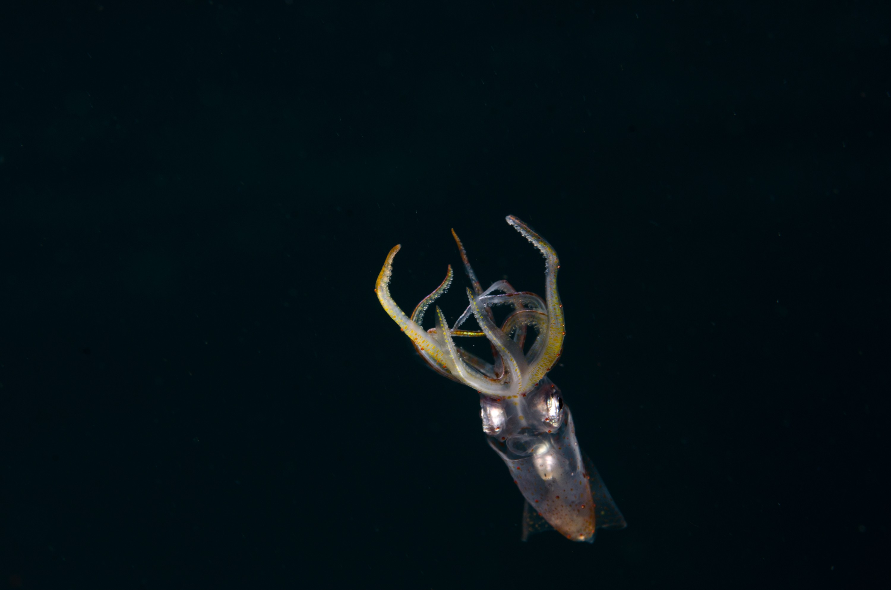 DSC_6417 – Squid, unknown, cephalopod, tentacles, poor, knights, marine, reserve, Crispin, marine, new zealand, zealand, new, nz,