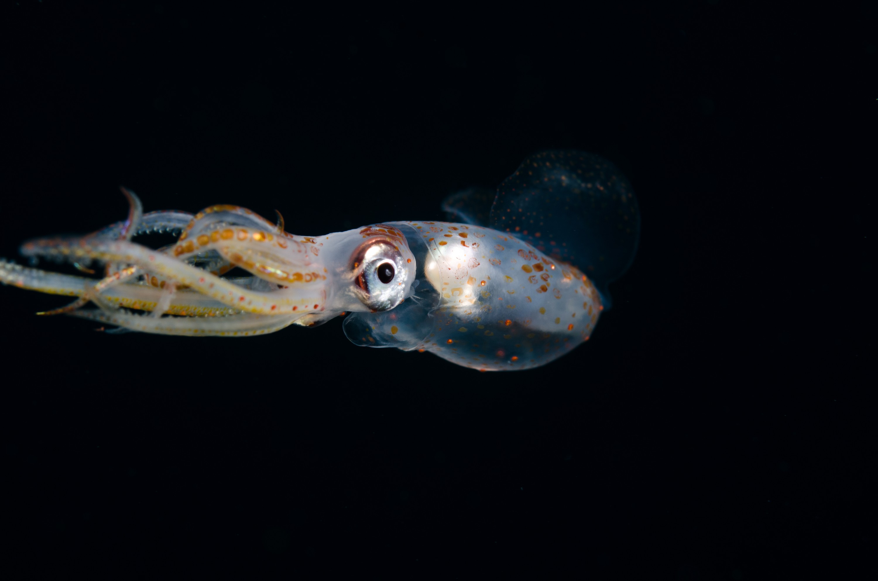 DSC_6443 – Squid, unknown, cephalopod, tentacles, poor, knights, marine, reserve, Crispin, marine, new zealand, zealand, new, nz,