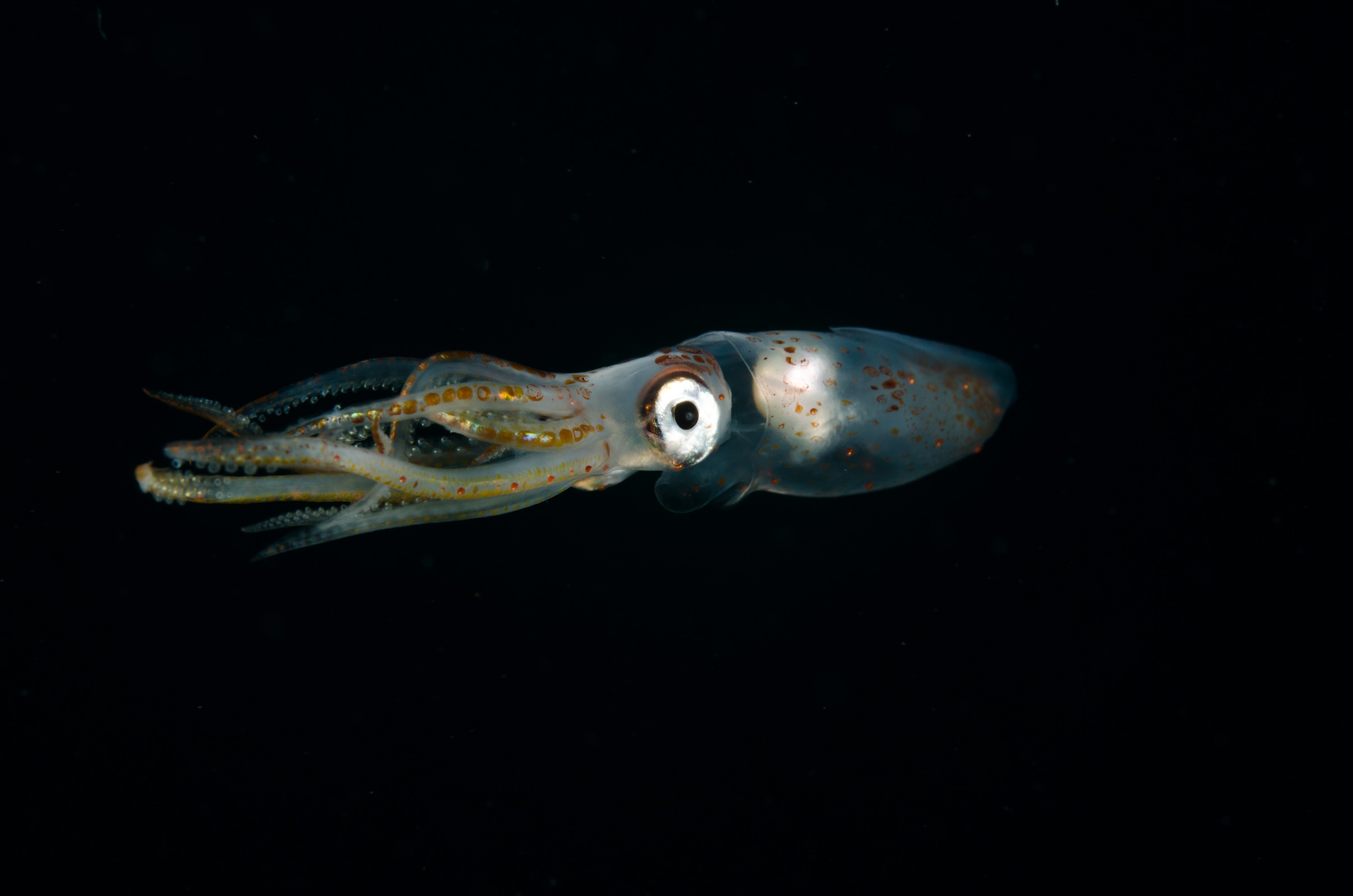 DSC_6478 – Squid, unknown, cephalopod, tentacles, poor, knights, marine, reserve, Crispin, marine, new zealand, zealand, new, nz,