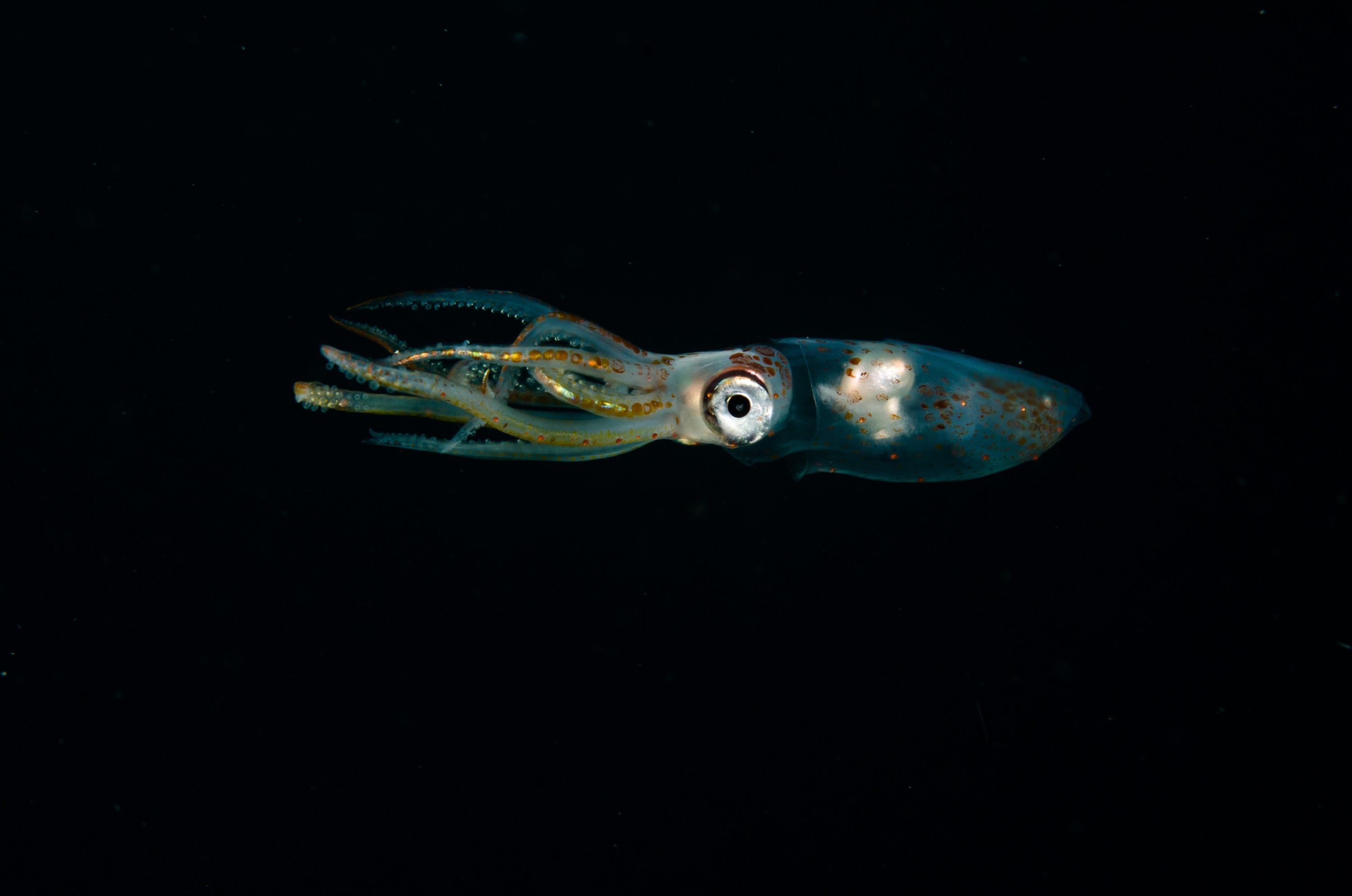 DSC_6480 – Squid, unknown, cephalopod, tentacles, poor, knights, marine, reserve, Crispin, marine, new zealand, zealand, new, nz,
