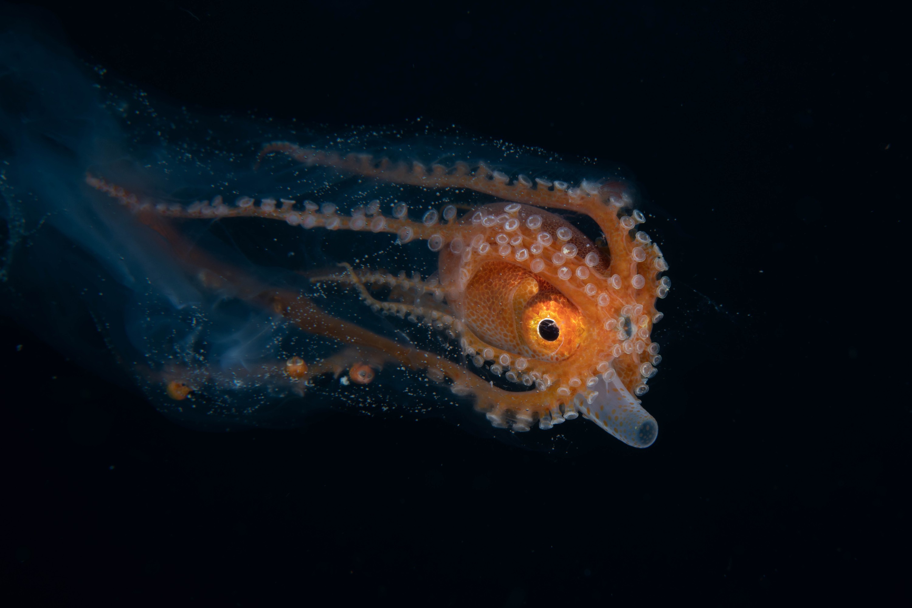 DSC_7093 – Football, Octopus, Ocythoe, tuberculata, Poor, Knights, Islands, ceph, cephalopod, rare, nz, blackwater, pelagic, salp