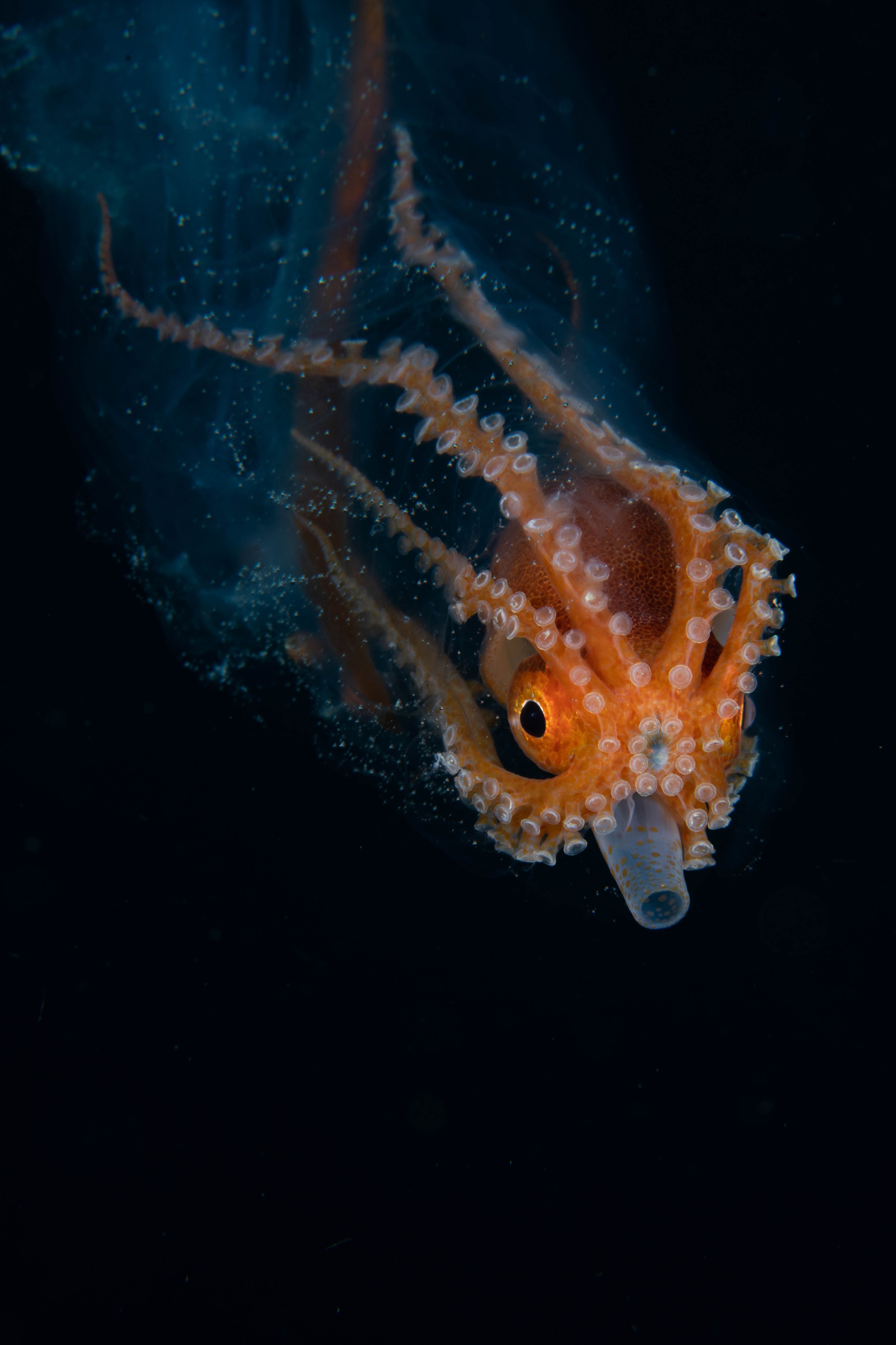 DSC_7094 – Football, Octopus, Ocythoe, tuberculata, Poor, Knights, Islands, ceph, cephalopod, rare, nz, blackwater, pelagic, salp