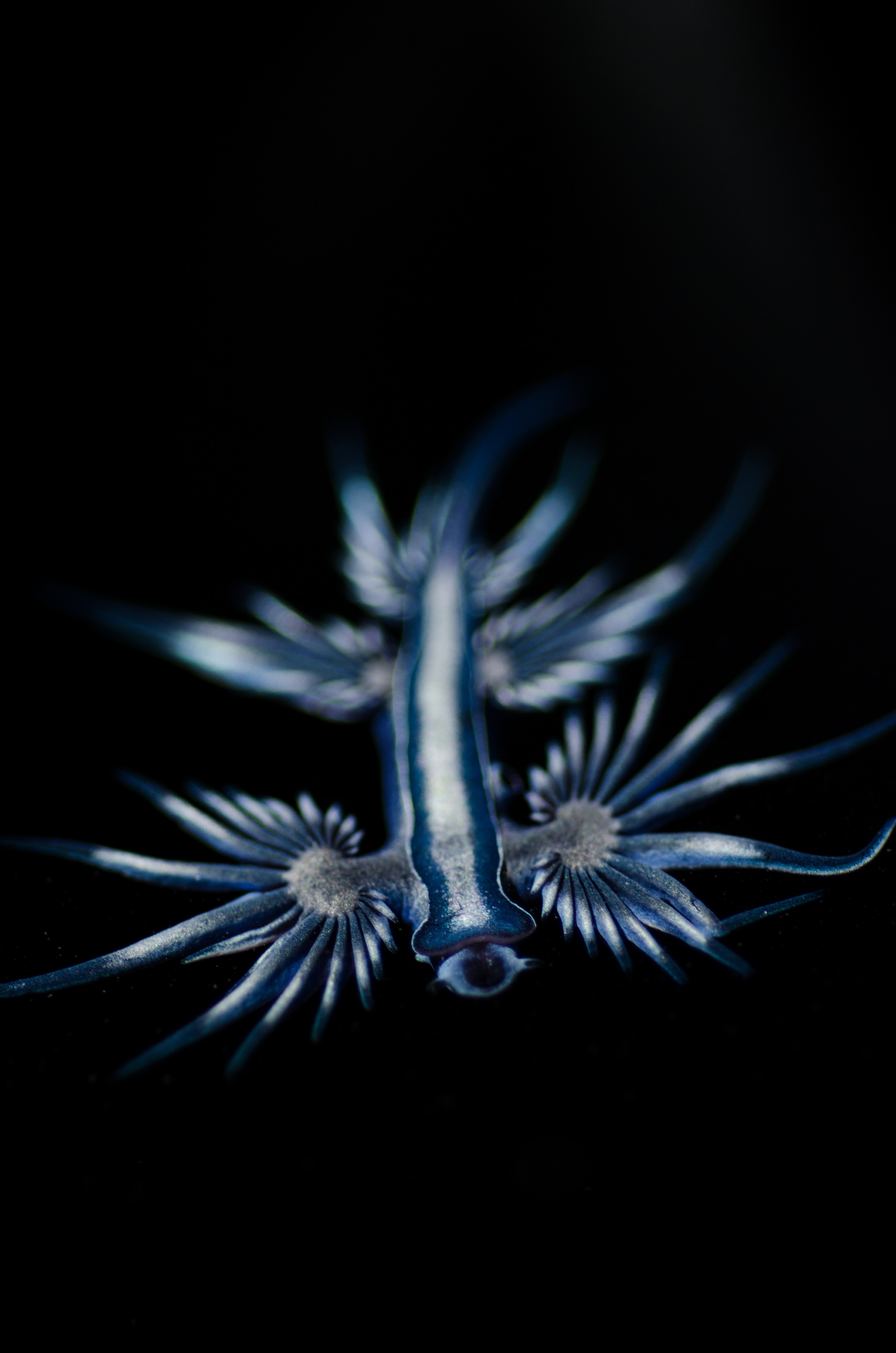 DSC_7126 – Underwater, Glaucus, atlanticus, Northland, nudibranch, blue, pokemon, pelagic, swallow, seaslug, sea slug, slug, sea, Crispin, marine, new zealand, zealand, new, nz,