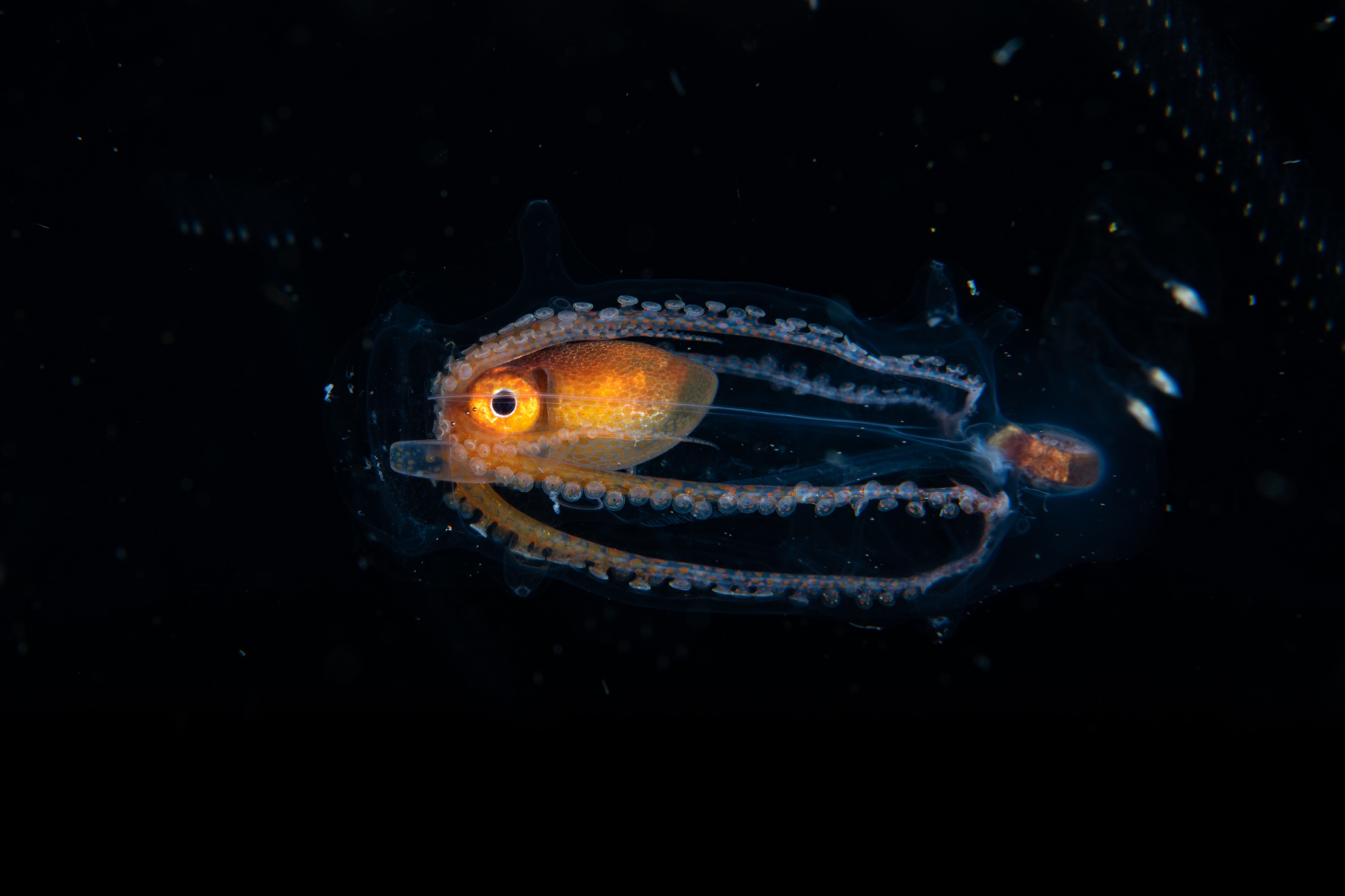 DSC_7131 – Football, Octopus, Ocythoe, tuberculata, Poor, Knights, Islands, ceph, cephalopod, rare, nz, blackwater, pelagic, salp
