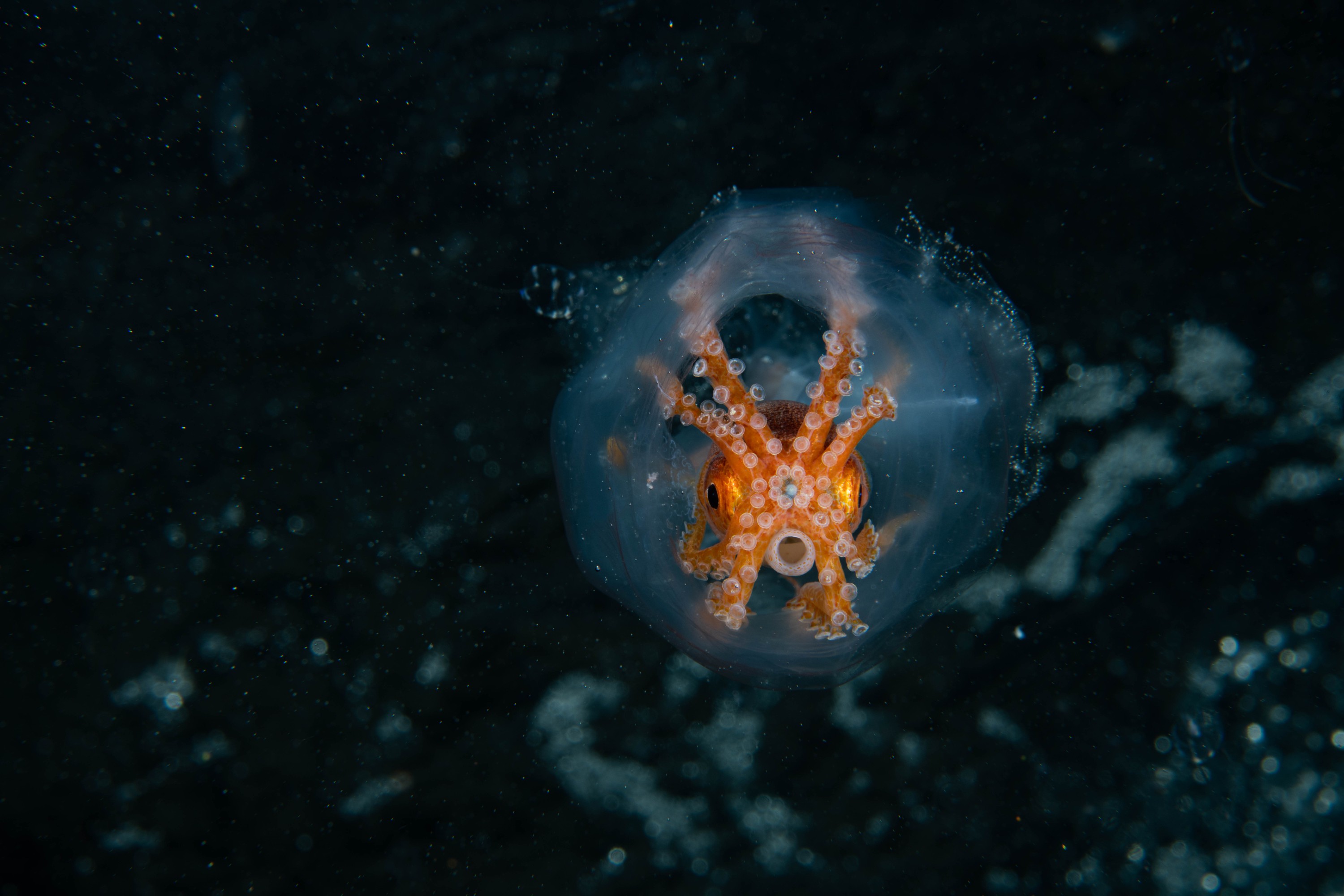 DSC_7136 – Football, Octopus, Ocythoe, tuberculata, Poor, Knights, Islands, ceph, cephalopod, rare, nz, blackwater, pelagic, salp