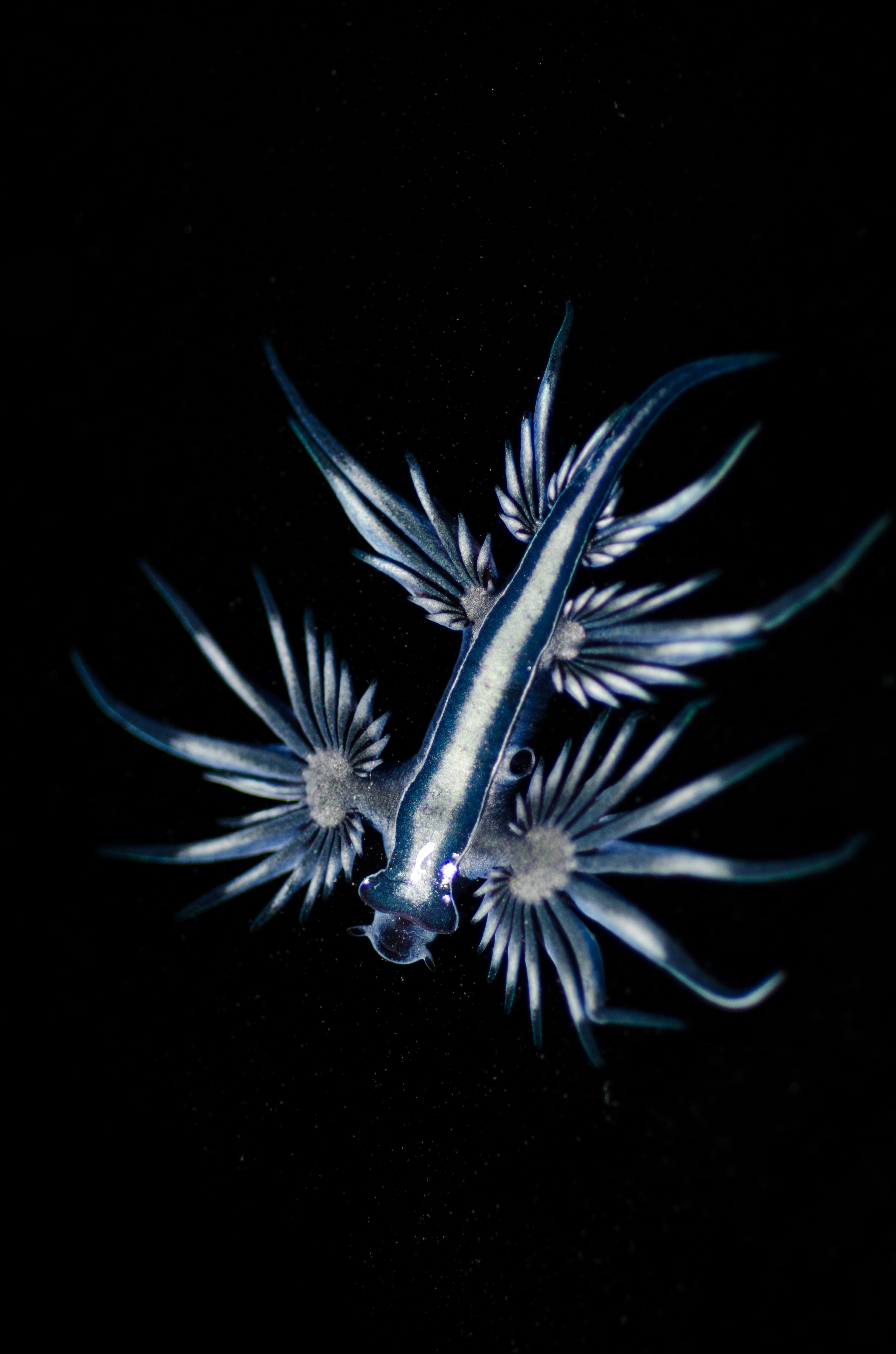 DSC_7141 – Underwater, Glaucus, atlanticus, Northland, nudibranch, blue, pokemon, pelagic, swallow, seaslug, sea slug, slug, sea, Crispin, marine, new zealand, zealand, new, nz,