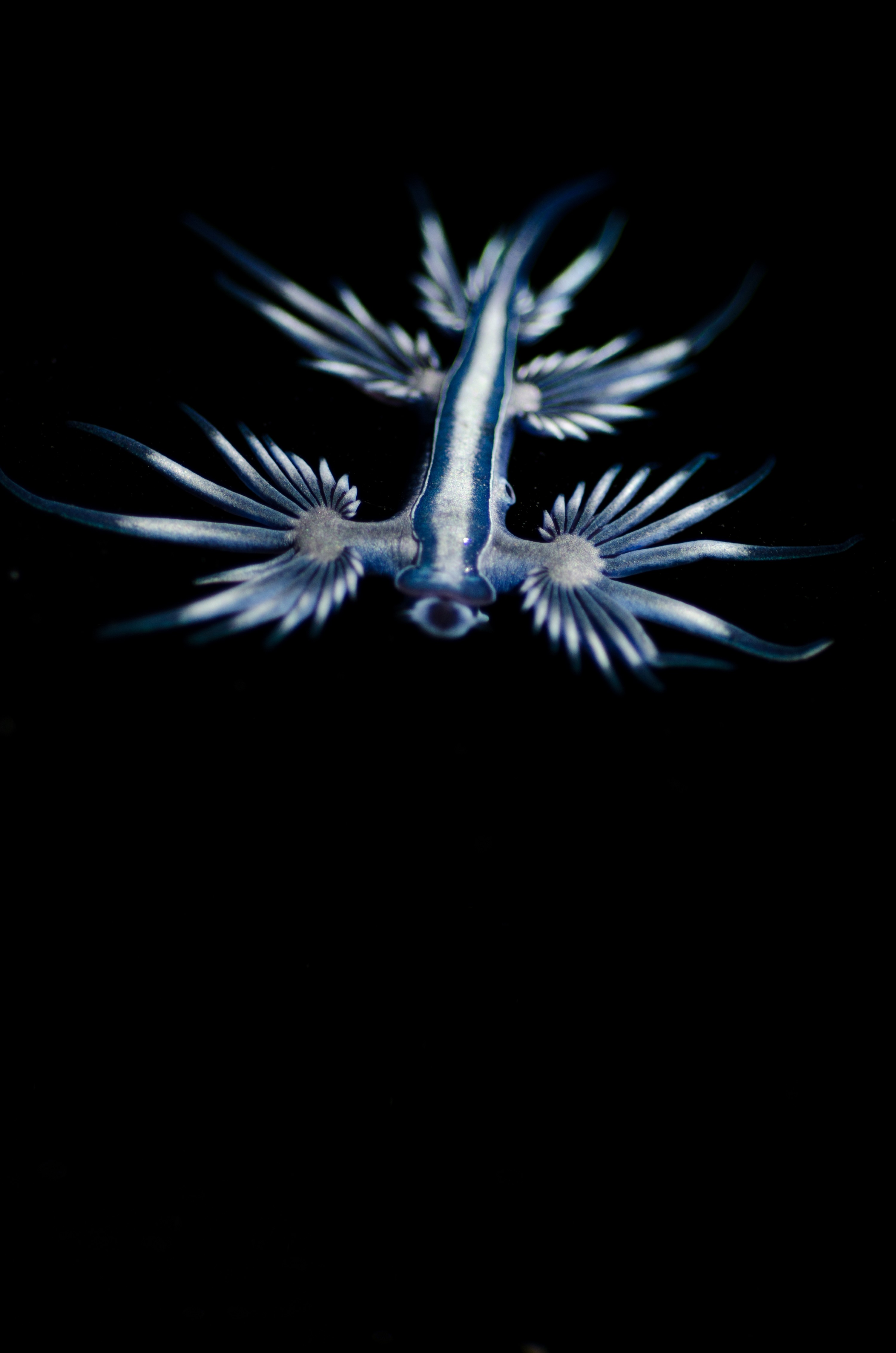DSC_7145 – Underwater, Glaucus, atlanticus, Northland, nudibranch, blue, pokemon, pelagic, swallow, seaslug, sea slug, slug, sea, Crispin, marine, new zealand, zealand, new, nz,
