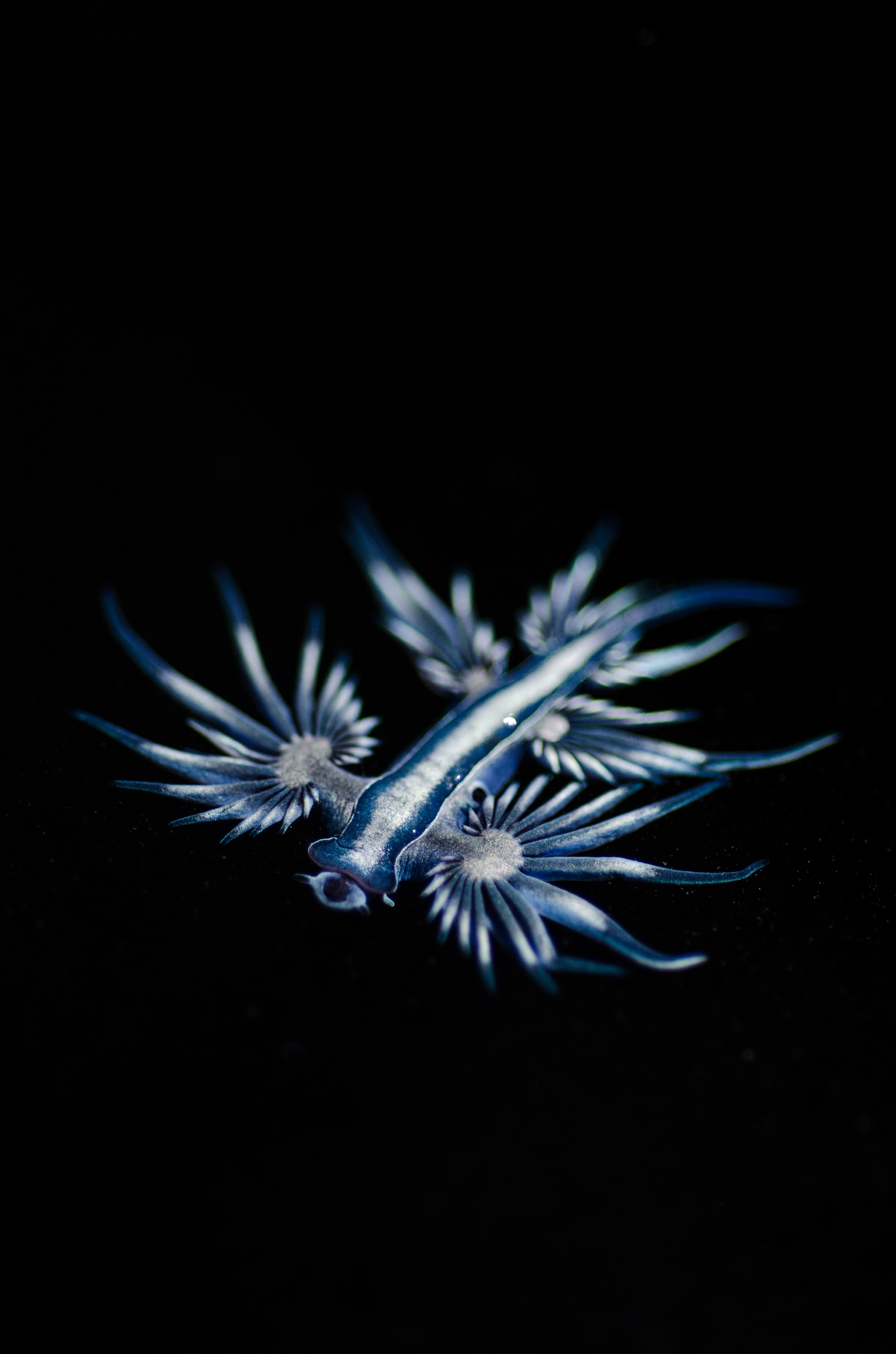 DSC_7148 – Underwater, Glaucus, atlanticus, Northland, nudibranch, blue, pokemon, pelagic, swallow, seaslug, sea slug, slug, sea, Crispin, marine, new zealand, zealand, new, nz,