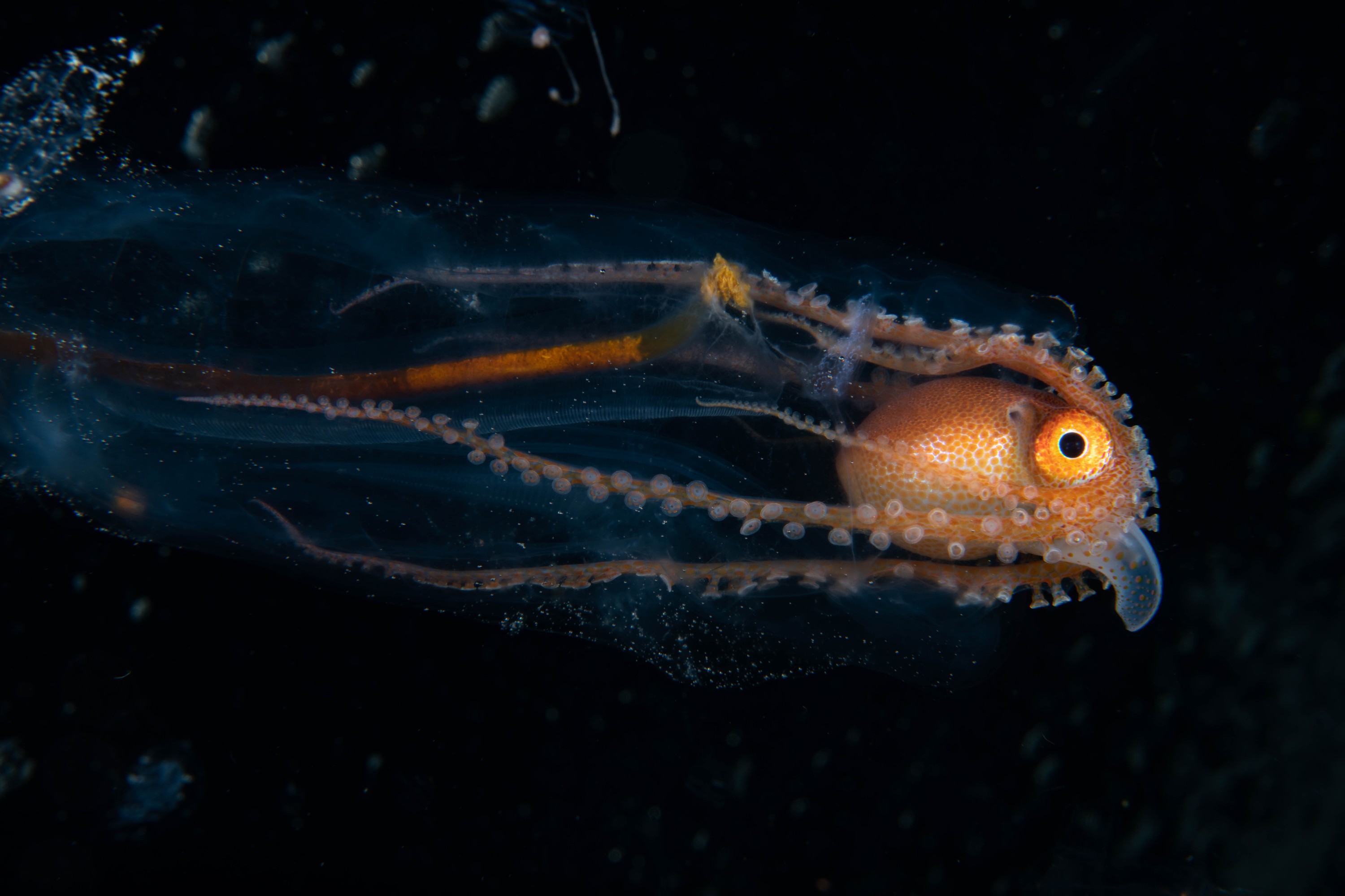 DSC_7151 – Football, Octopus, Ocythoe, tuberculata, Poor, Knights, Islands, ceph, cephalopod, rare, nz, blackwater, pelagic, salp