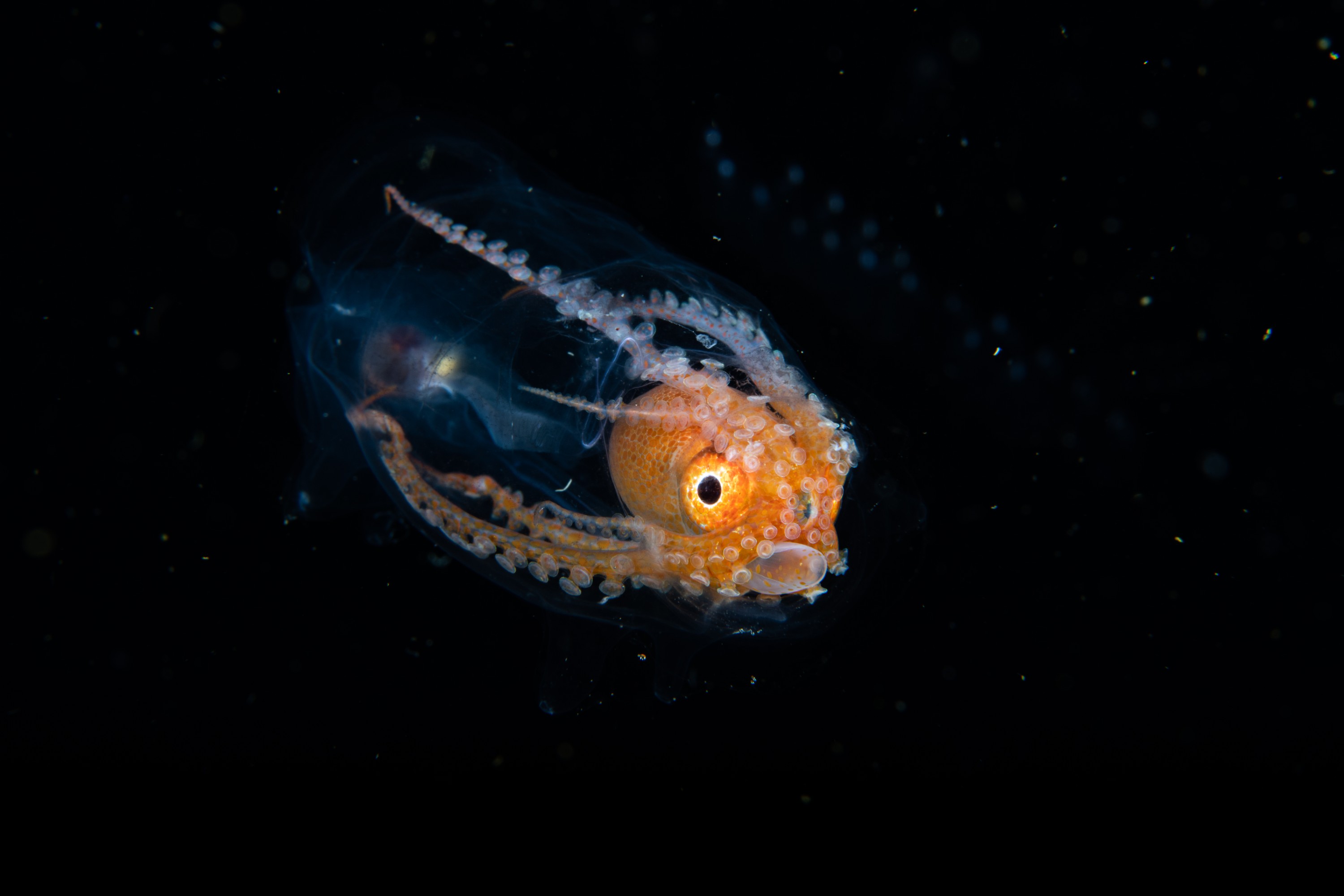 DSC_7154 – Football, Octopus, Ocythoe, tuberculata, Poor, Knights, Islands, ceph, cephalopod, rare, nz, blackwater, pelagic, salp