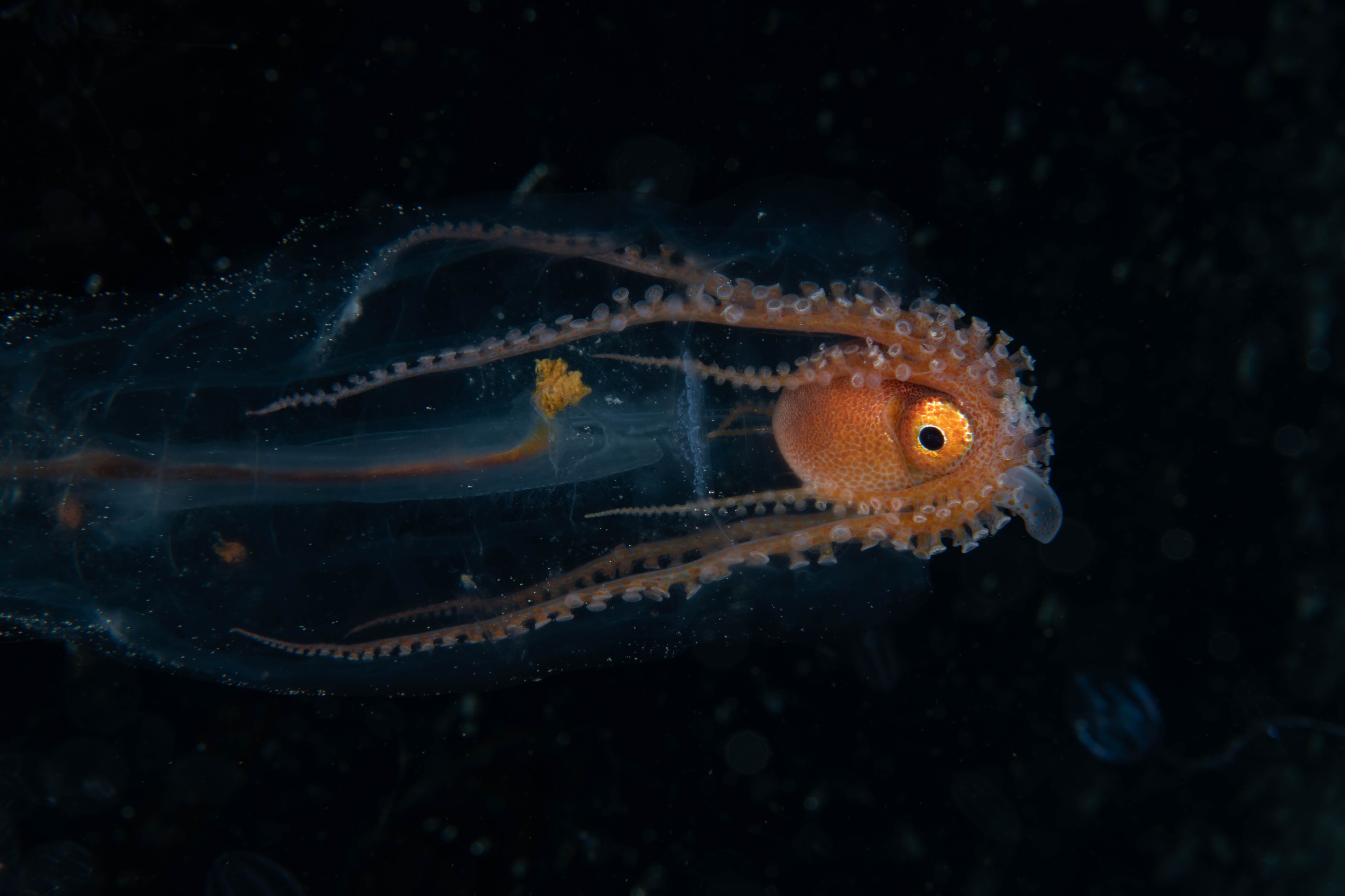 DSC_7165 – Football, Octopus, Ocythoe, tuberculata, Poor, Knights, Islands, ceph, cephalopod, rare, nz, blackwater, pelagic, salp