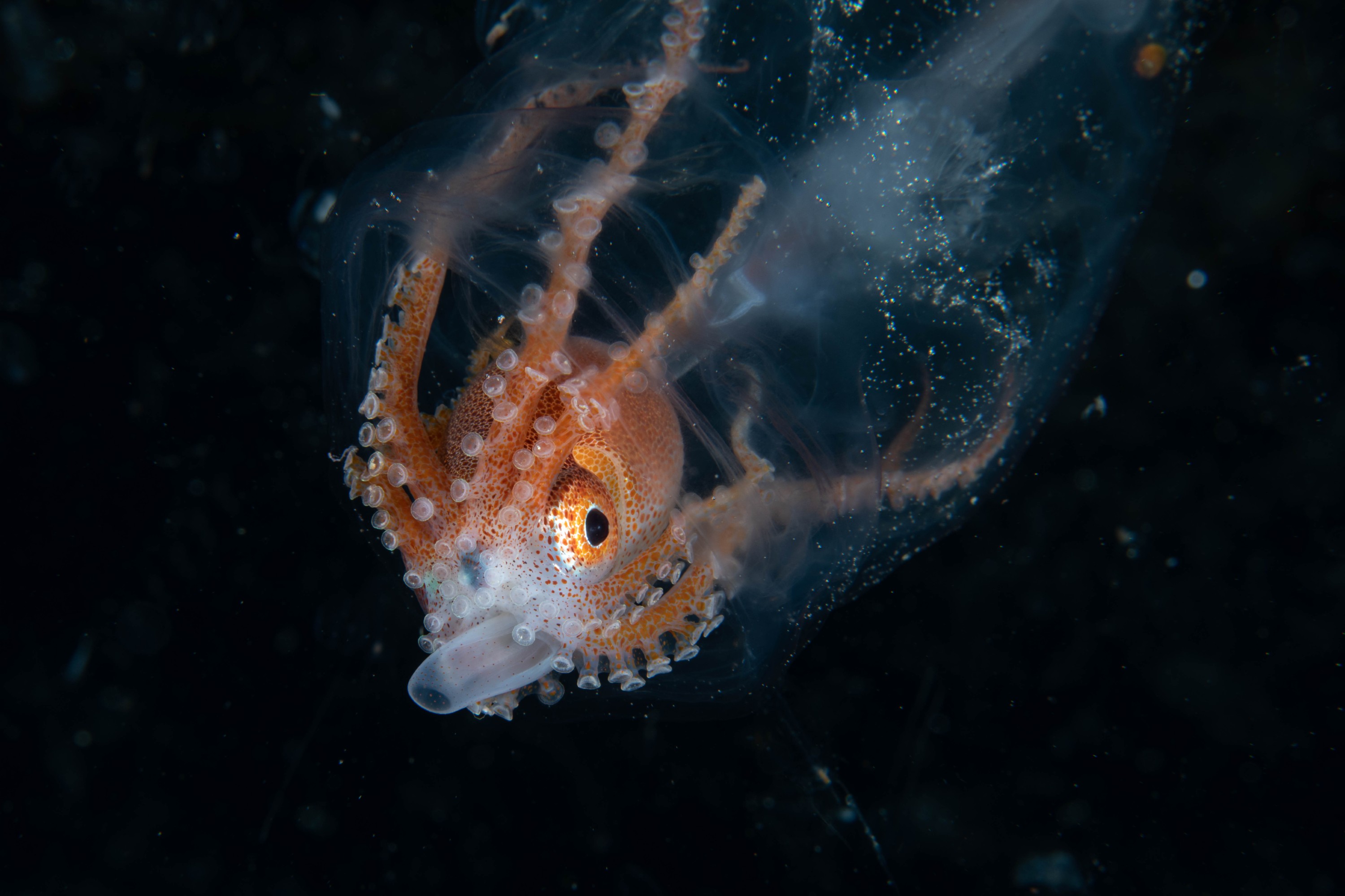 DSC_7174 – Football, Octopus, Ocythoe, tuberculata, Poor, Knights, Islands, ceph, cephalopod, rare, nz, blackwater, pelagic, salp