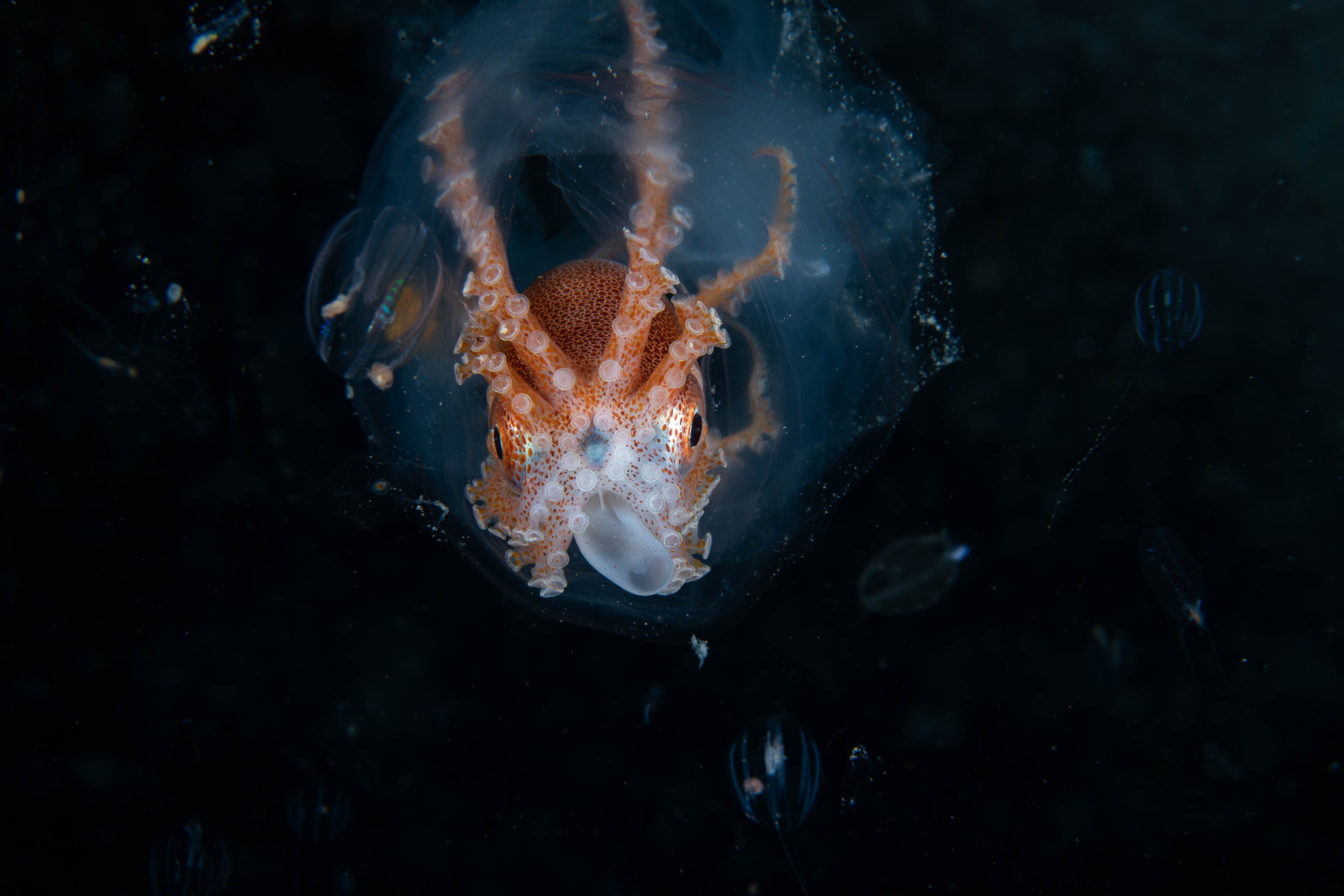 DSC_7176 – Football, Octopus, Ocythoe, tuberculata, Poor, Knights, Islands, ceph, cephalopod, rare, nz, blackwater, pelagic, salp