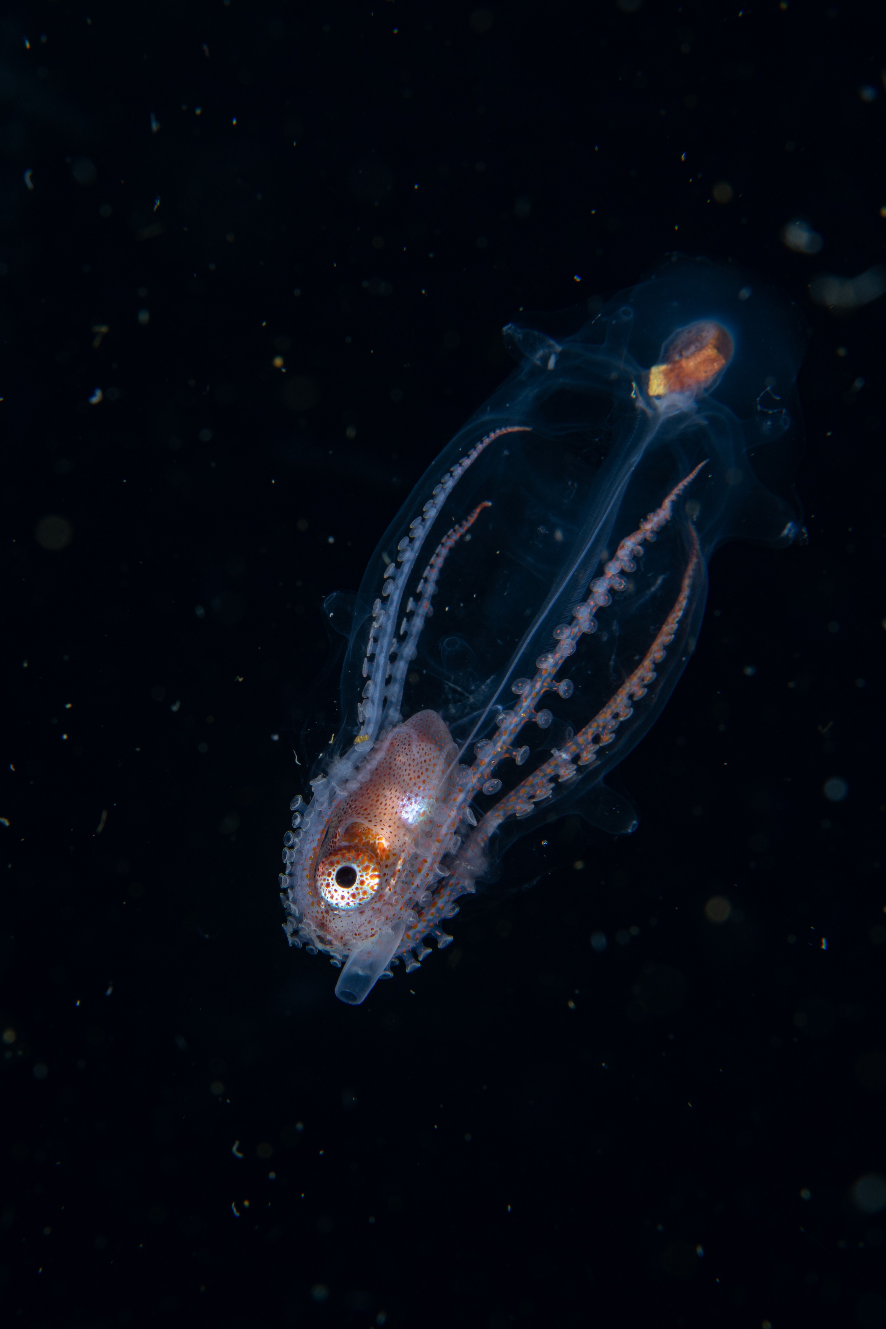 DSC_7228 – Football, Octopus, Ocythoe, tuberculata, Poor, Knights, Islands, ceph, cephalopod, rare, nz, blackwater, pelagic, salp