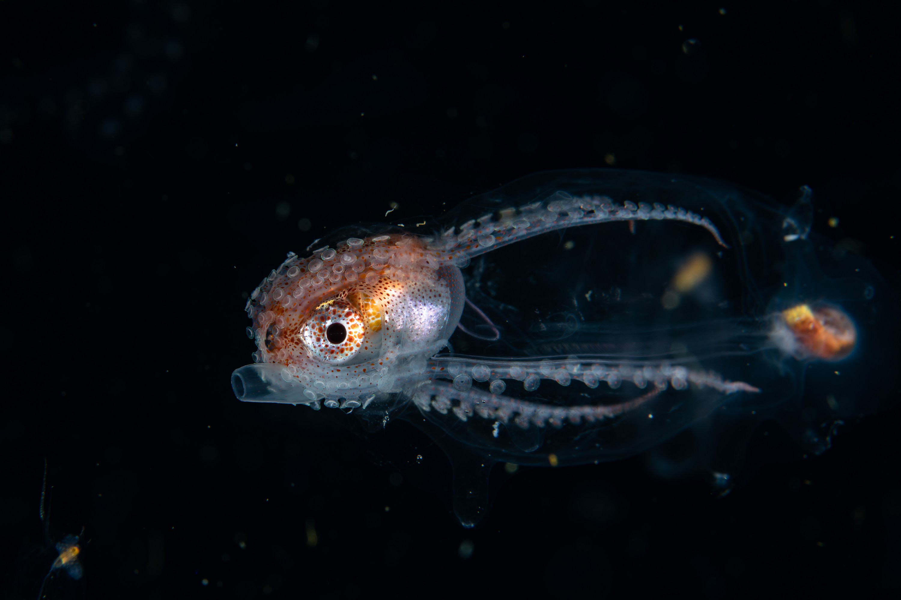 DSC_7232 – Football, Octopus, Ocythoe, tuberculata, Poor, Knights, Islands, ceph, cephalopod, rare, nz, blackwater, pelagic, salp
