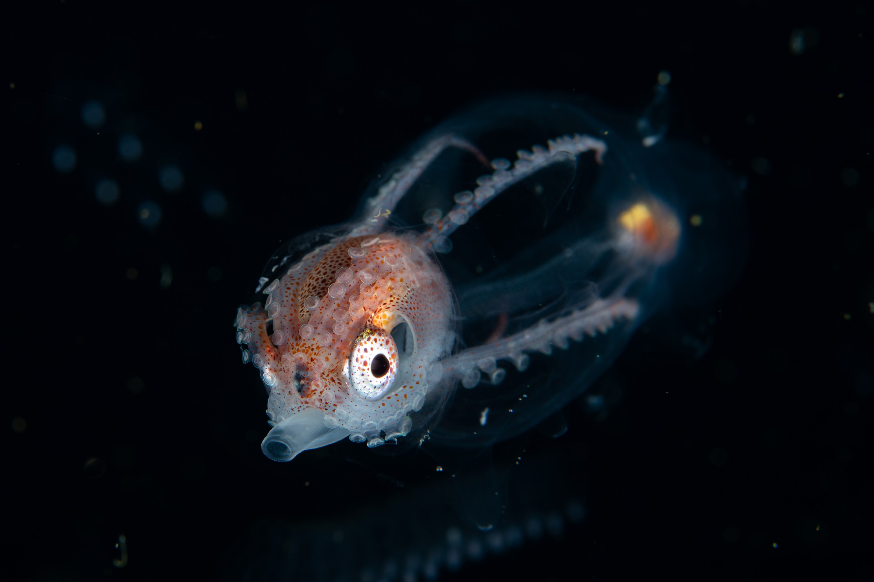 DSC_7234 – Football, Octopus, Ocythoe, tuberculata, Poor, Knights, Islands, ceph, cephalopod, rare, nz, blackwater, pelagic, salp