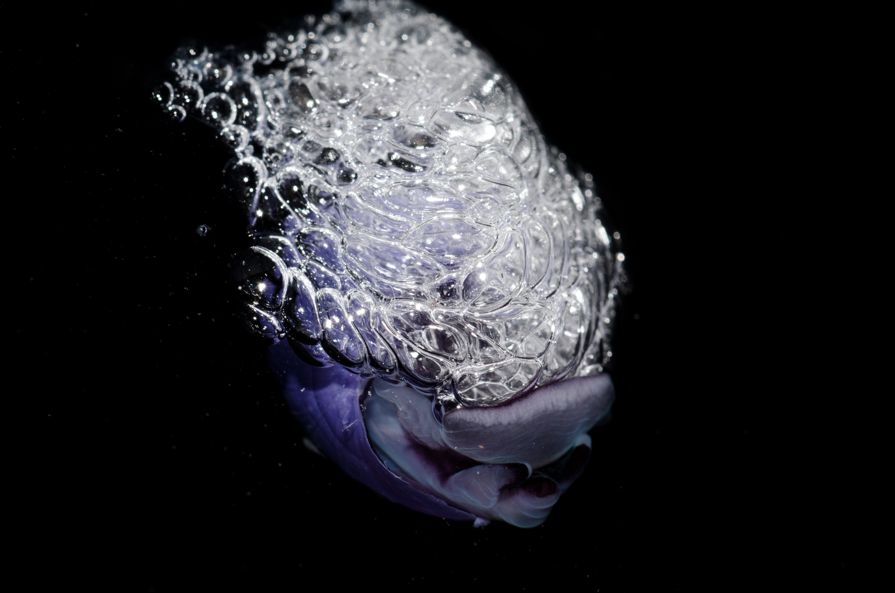 DSC_7355 – Underwater, Violet, bubble, shell, Violet, Snail, Janthina, janthina, rare, pelagic, oceanic, northland, lucky-find, Crispin, marine, new zealand, zealand, new, nz,