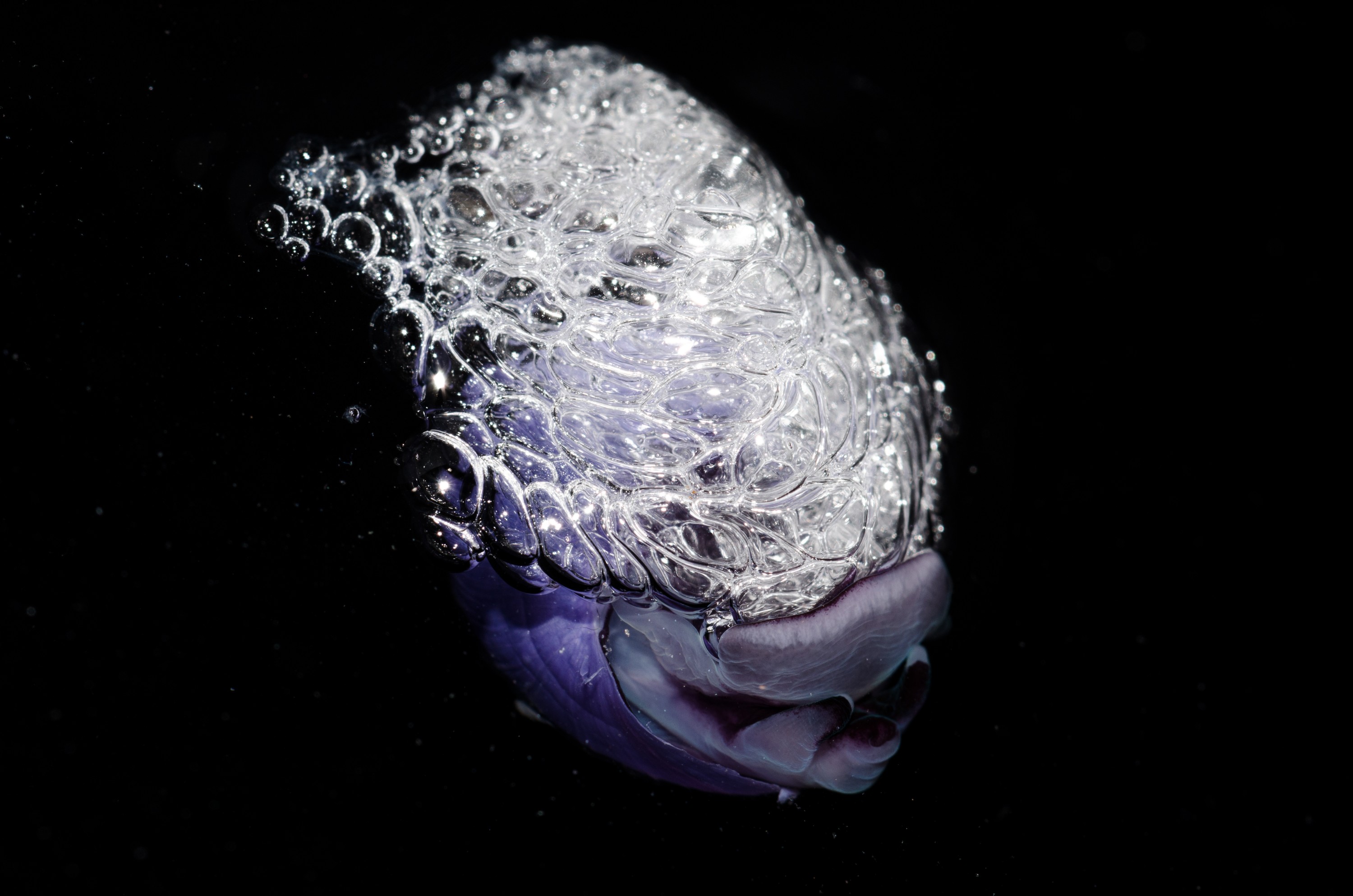 DSC_7356 – Underwater, Violet, bubble, shell, Violet, Snail, Janthina, janthina, rare, pelagic, oceanic, northland, lucky-find, Crispin, marine, new zealand, zealand, new, nz,