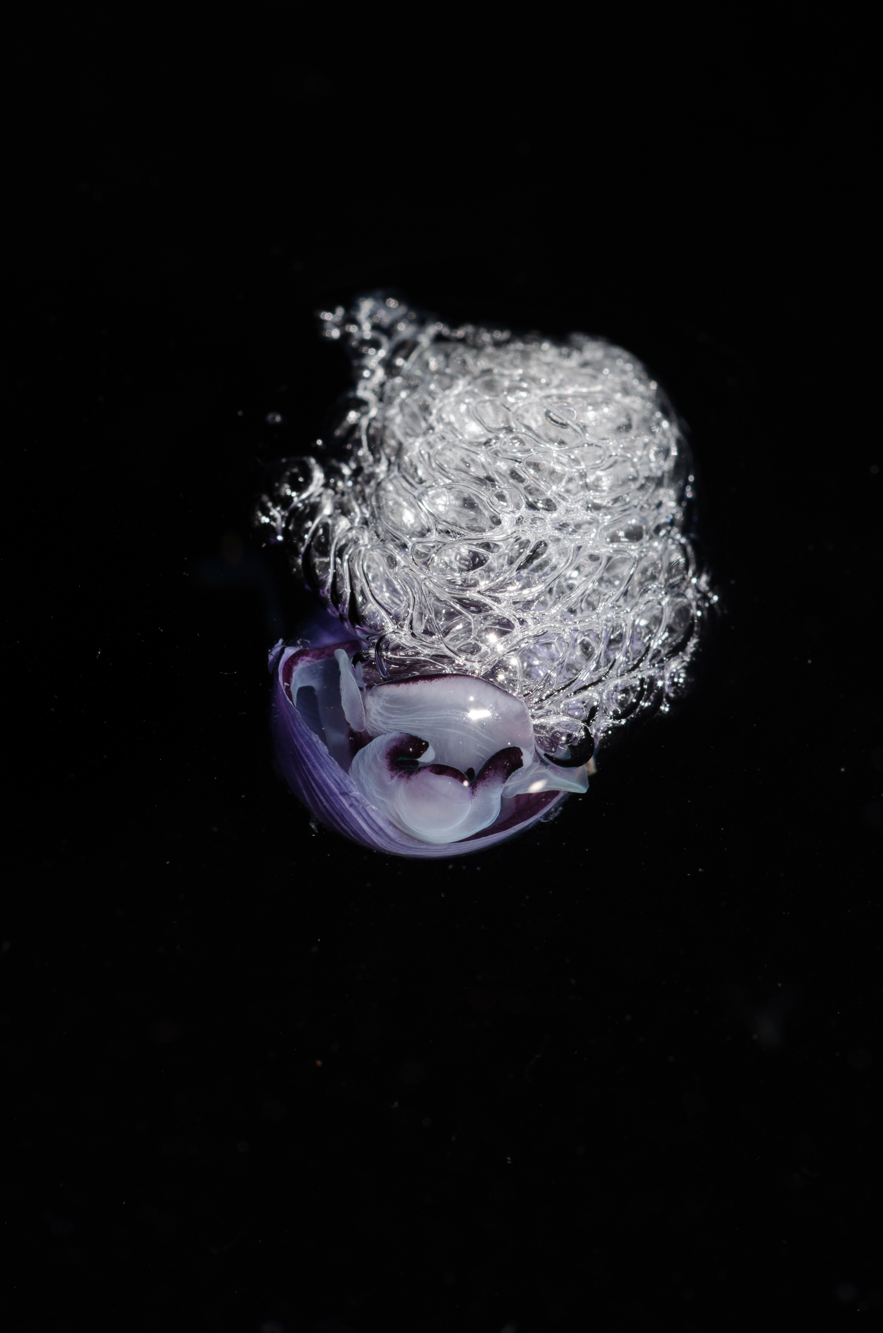 DSC_7362 – Underwater, Violet, bubble, shell, Violet, Snail, Janthina, janthina, rare, pelagic, oceanic, northland, lucky-find, Crispin, marine, new zealand, zealand, new, nz,