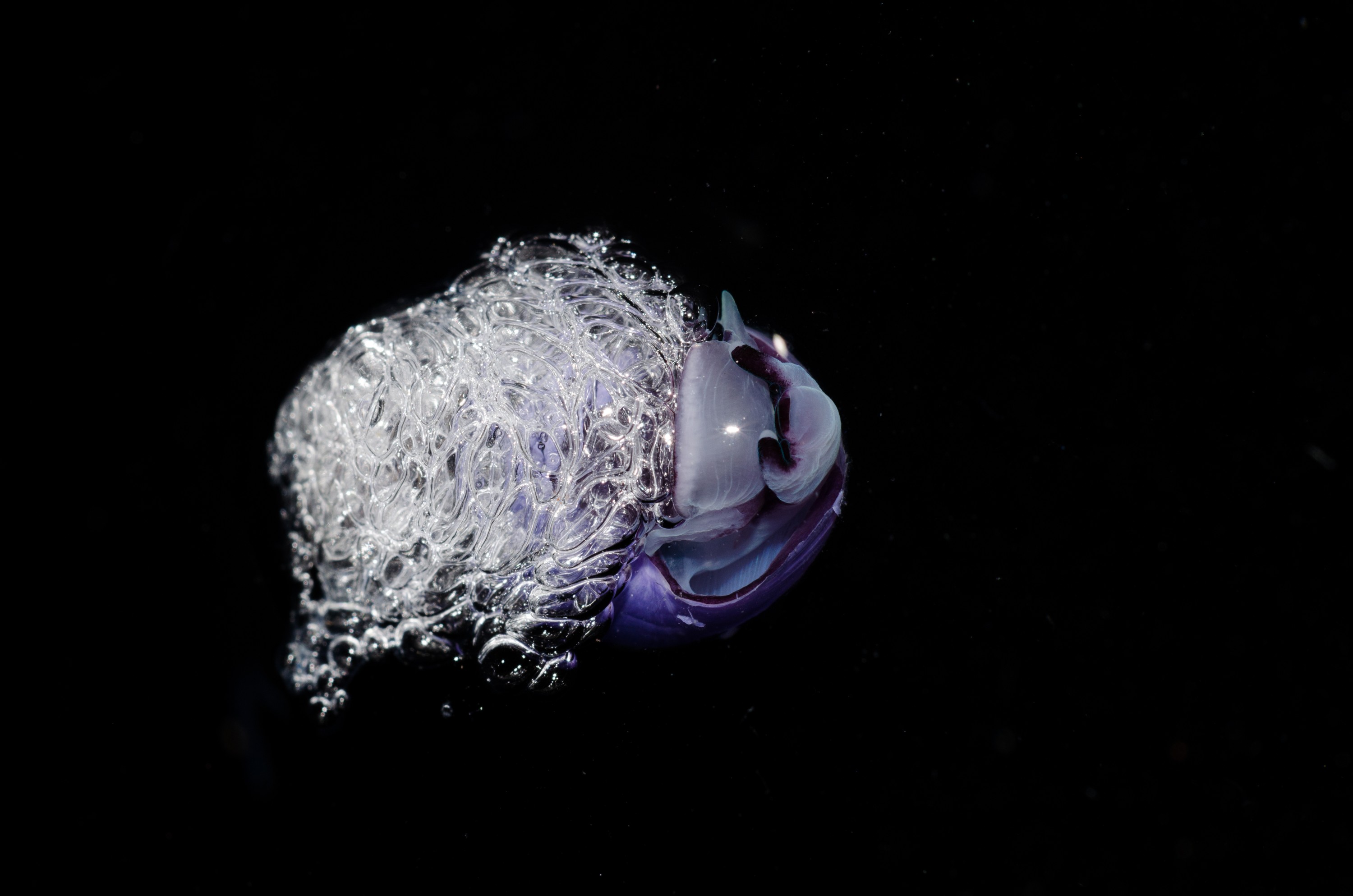 DSC_7369 – Underwater, Violet, bubble, shell, Violet, Snail, Janthina, janthina, rare, pelagic, oceanic, northland, lucky-find, Crispin, marine, new zealand, zealand, new, nz,