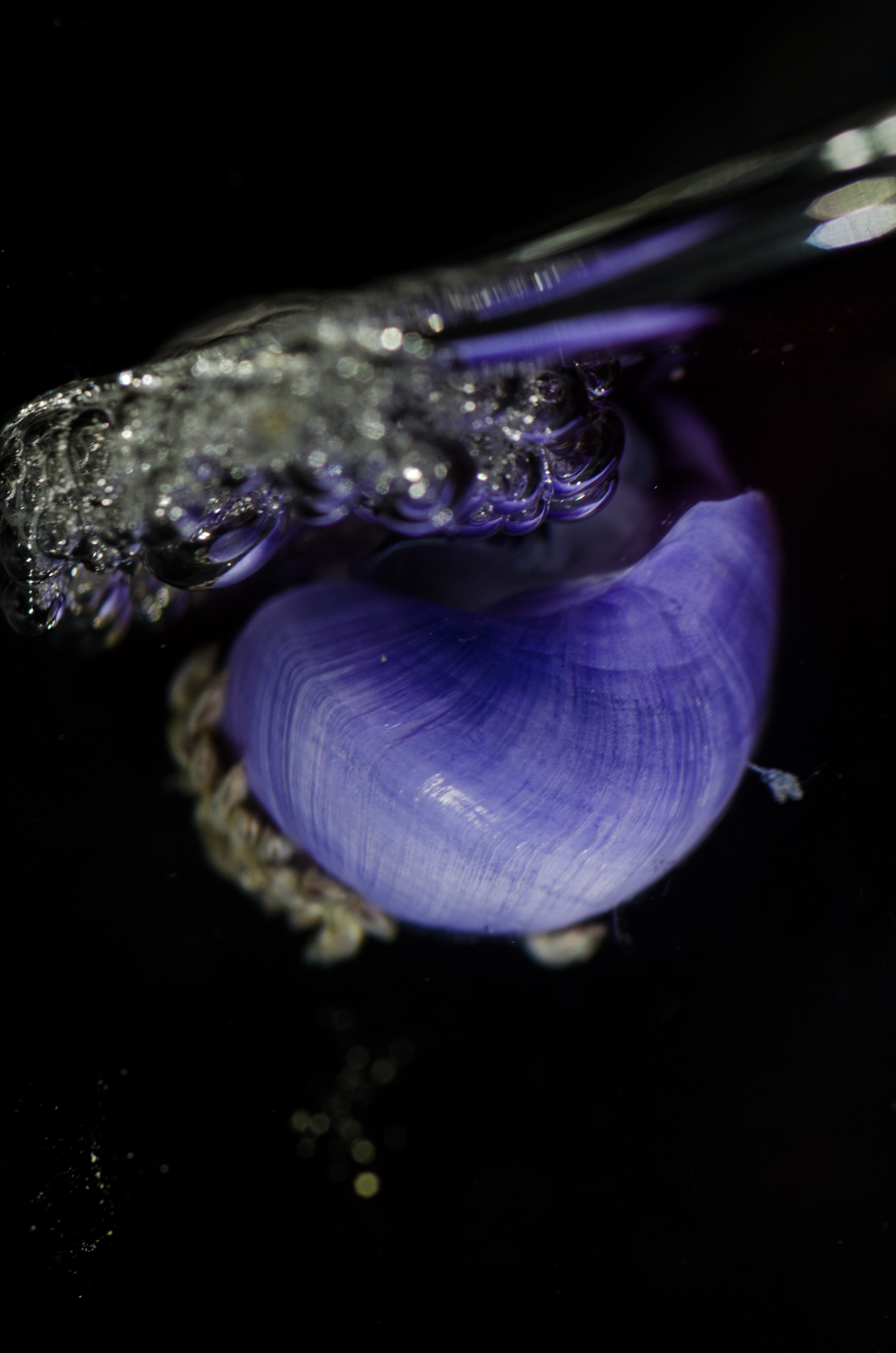 DSC_7391 – Underwater, Violet, bubble, shell, Violet, Snail, Janthina, janthina, rare, pelagic, oceanic, northland, lucky-find, Crispin, marine, new zealand, zealand, new, nz,