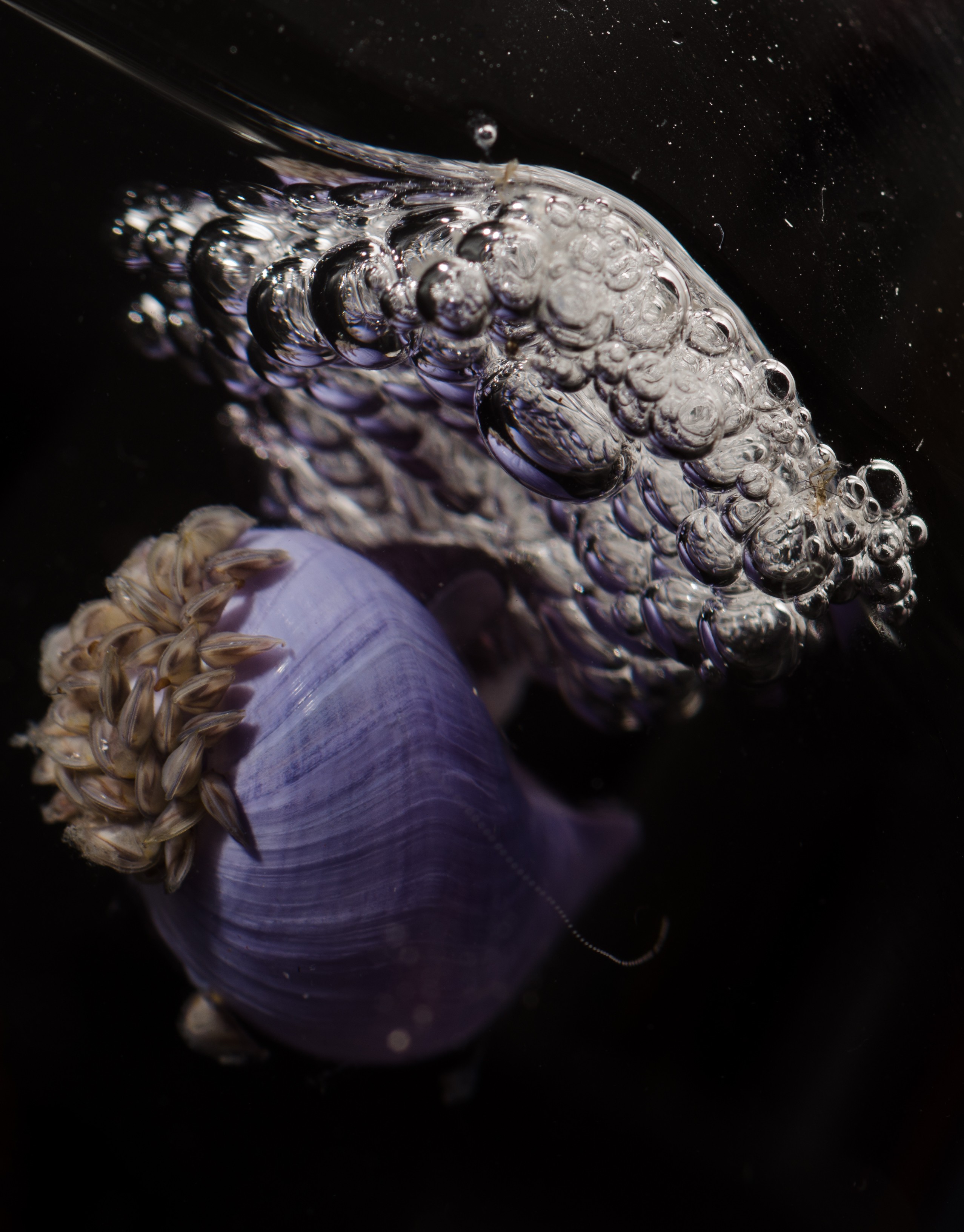 DSC_7432 – Underwater, Violet, bubble, shell, Violet, Snail, Janthina, janthina, rare, pelagic, oceanic, northland, lucky-find, Crispin, marine, new zealand, zealand, new, nz,