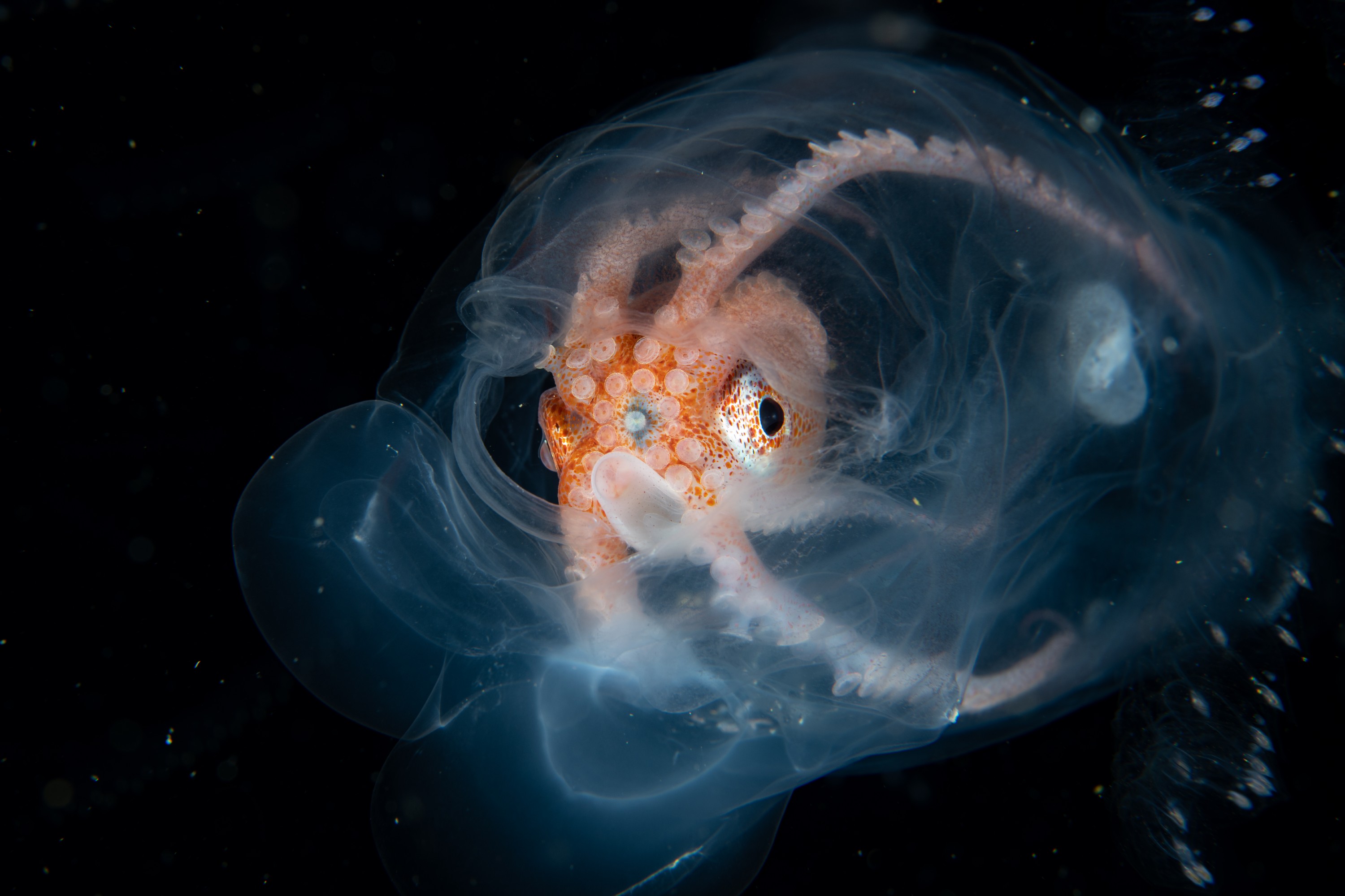 DSC_7468 – Football, Octopus, Ocythoe, tuberculata, Poor, Knights, Islands, ceph, cephalopod, rare, nz, blackwater, pelagic, salp