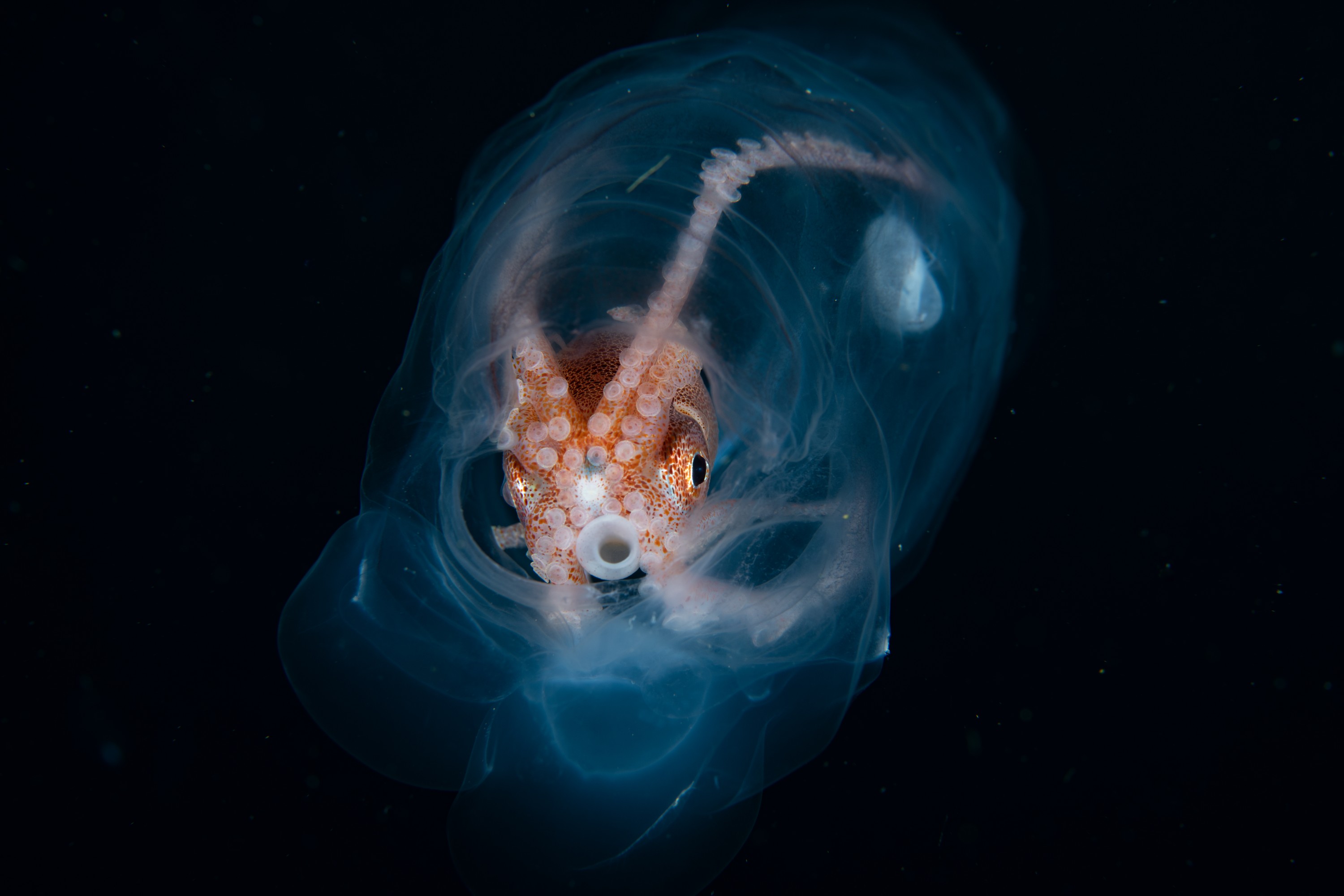 DSC_7575 – Football, Octopus, Ocythoe, tuberculata, Poor, Knights, Islands, ceph, cephalopod, rare, nz, blackwater, pelagic, salp