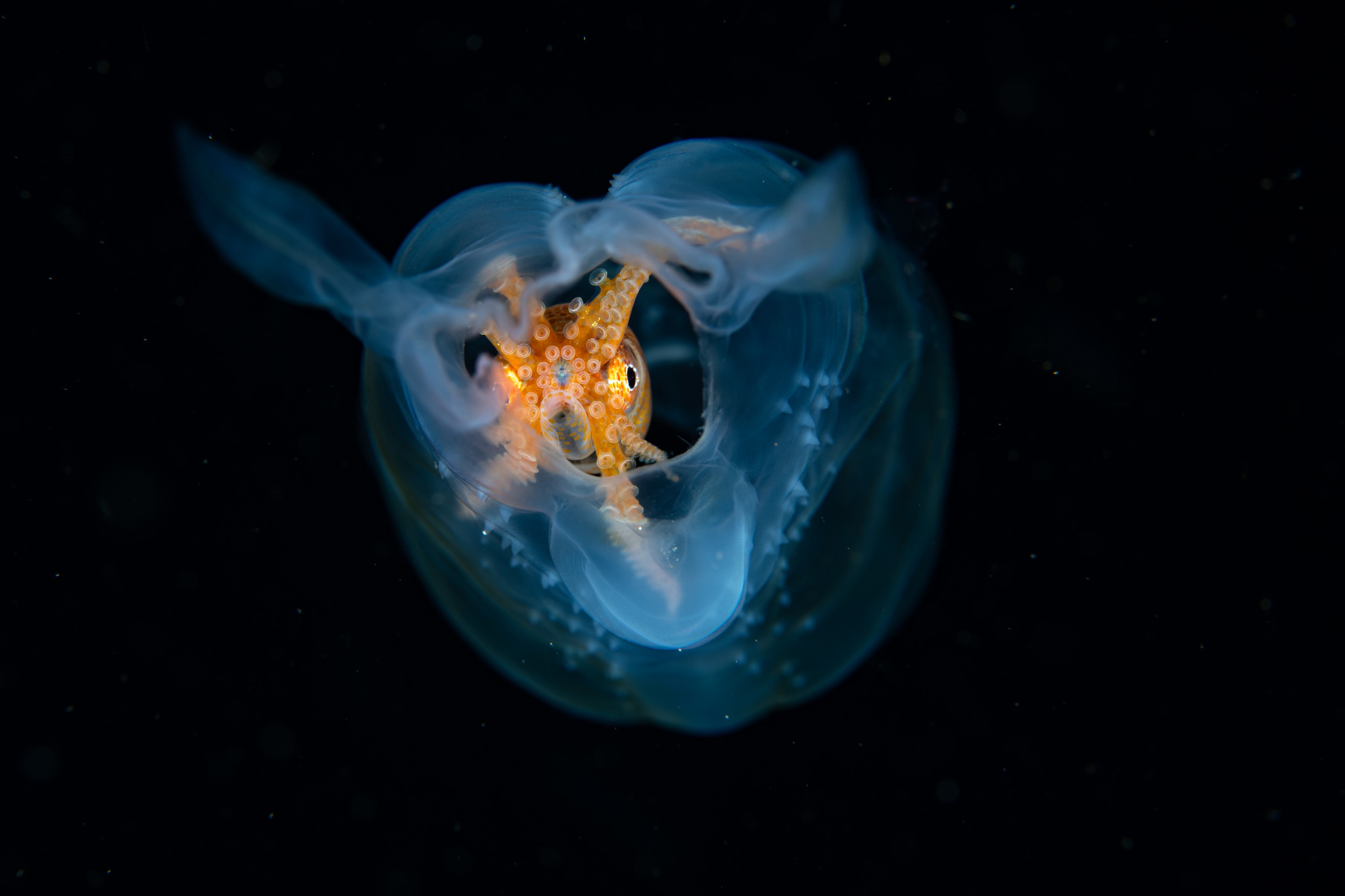 DSC_7628 – Football, Octopus, Ocythoe, tuberculata, Poor, Knights, Islands, ceph, cephalopod, rare, nz, blackwater, pelagic, salp