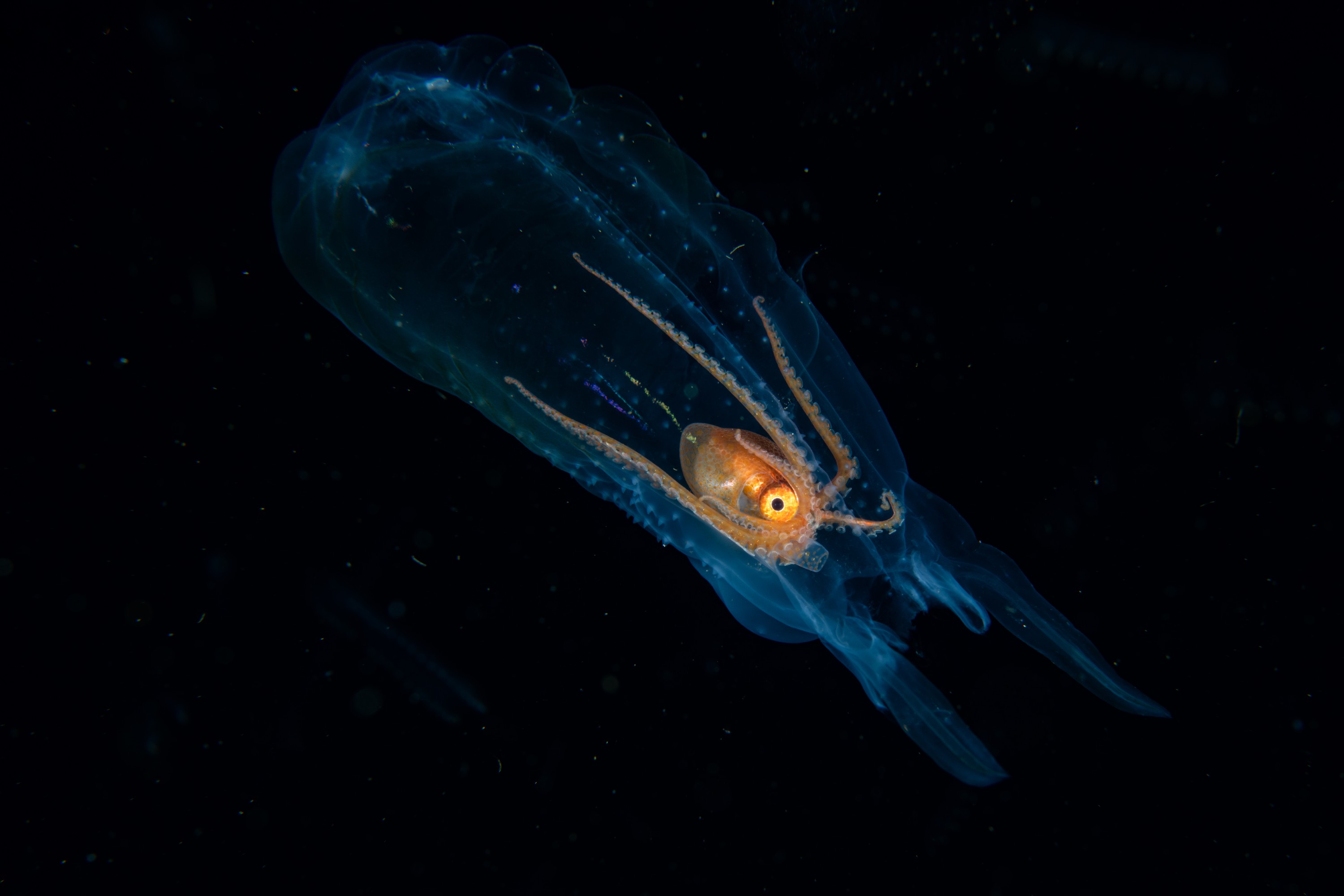 DSC_7638 – Football, Octopus, Ocythoe, tuberculata, Poor, Knights, Islands, ceph, cephalopod, rare, nz, blackwater, pelagic, salp
