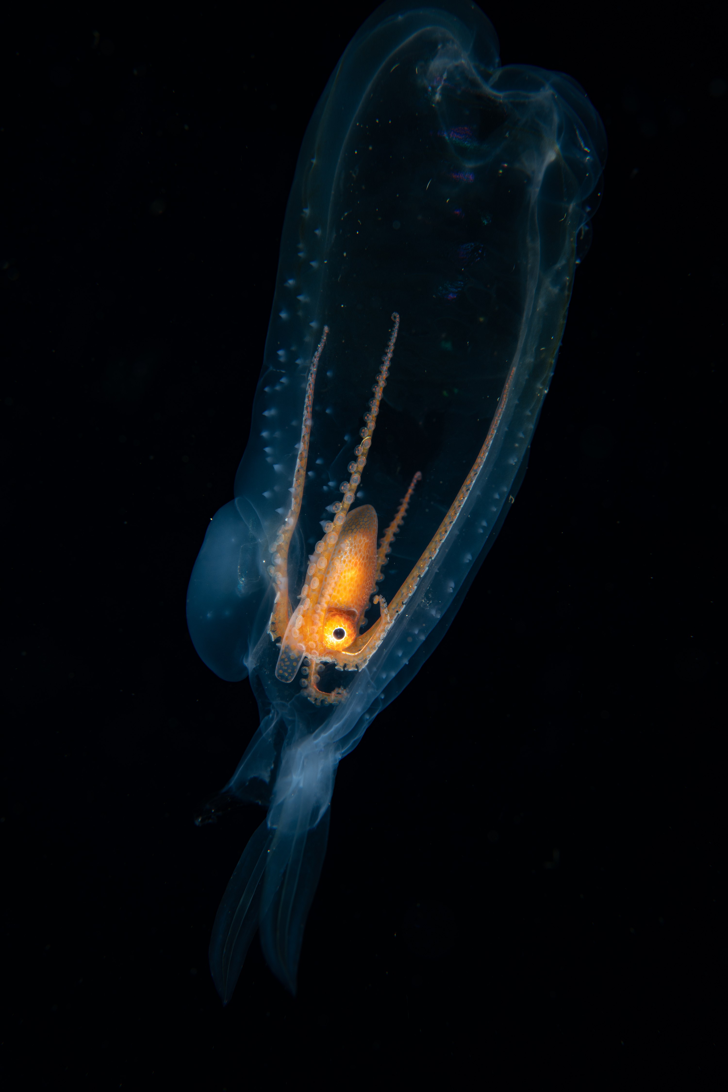 DSC_7653 – Football, Octopus, Ocythoe, tuberculata, Poor, Knights, Islands, ceph, cephalopod, rare, nz, blackwater, pelagic, salp